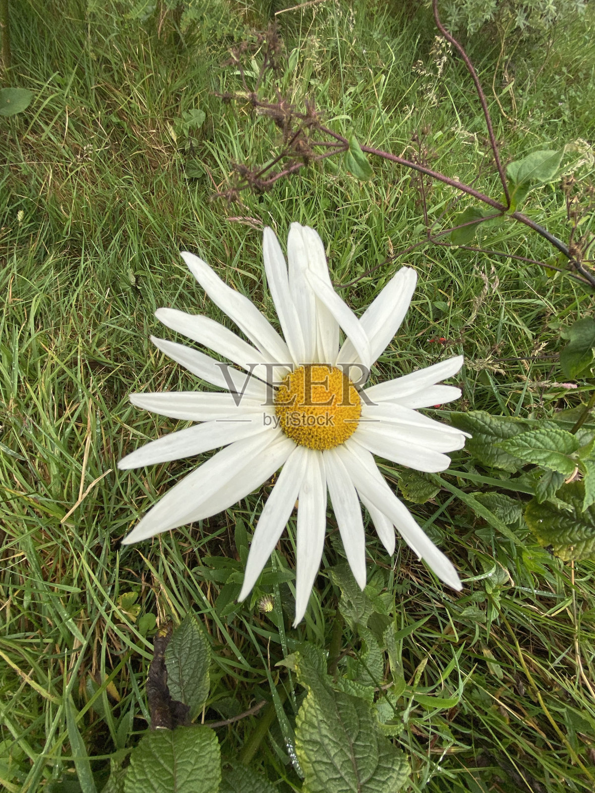 白色花瓣带黄色照片摄影图片