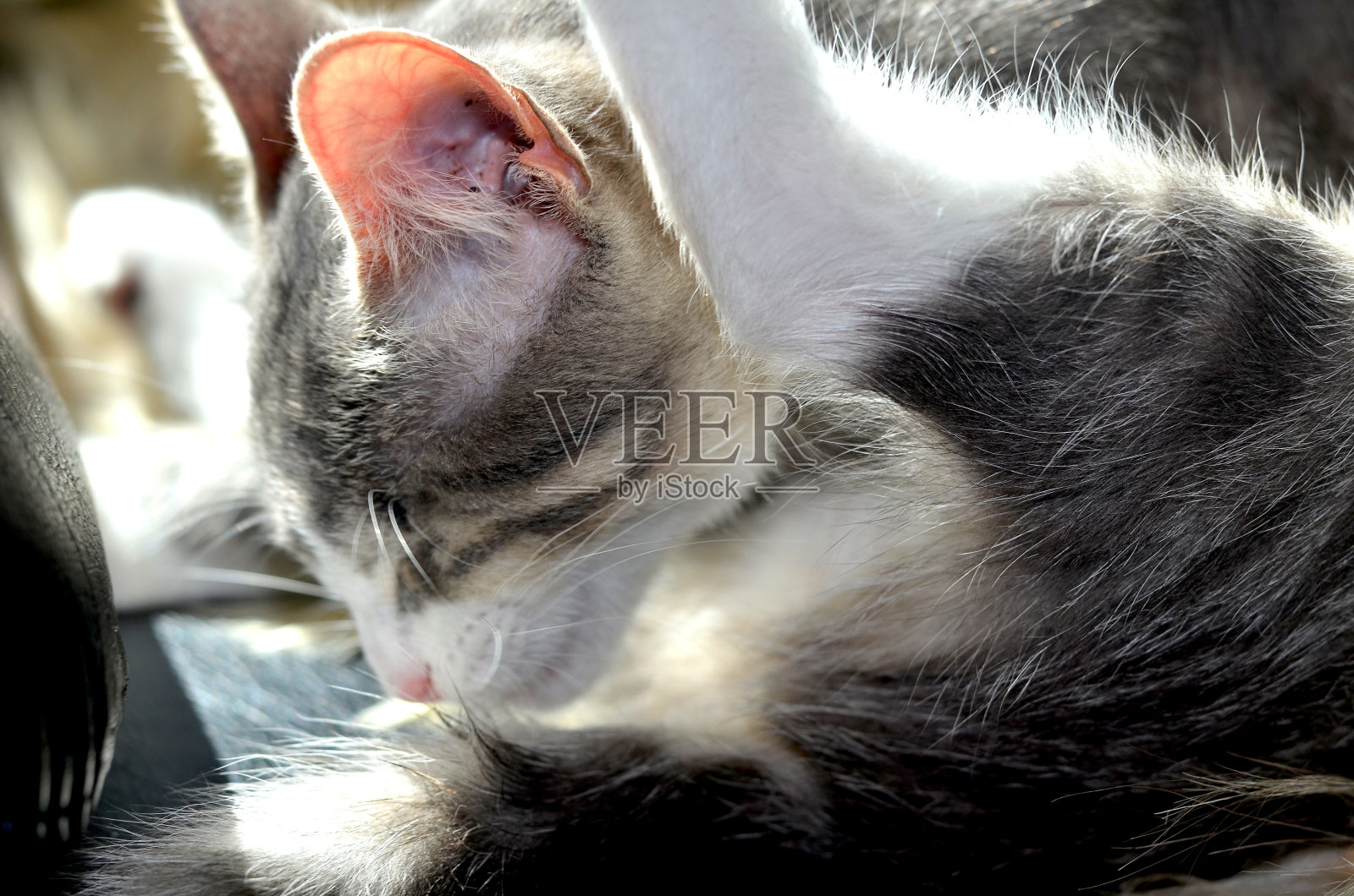 小猫梳理照片摄影图片