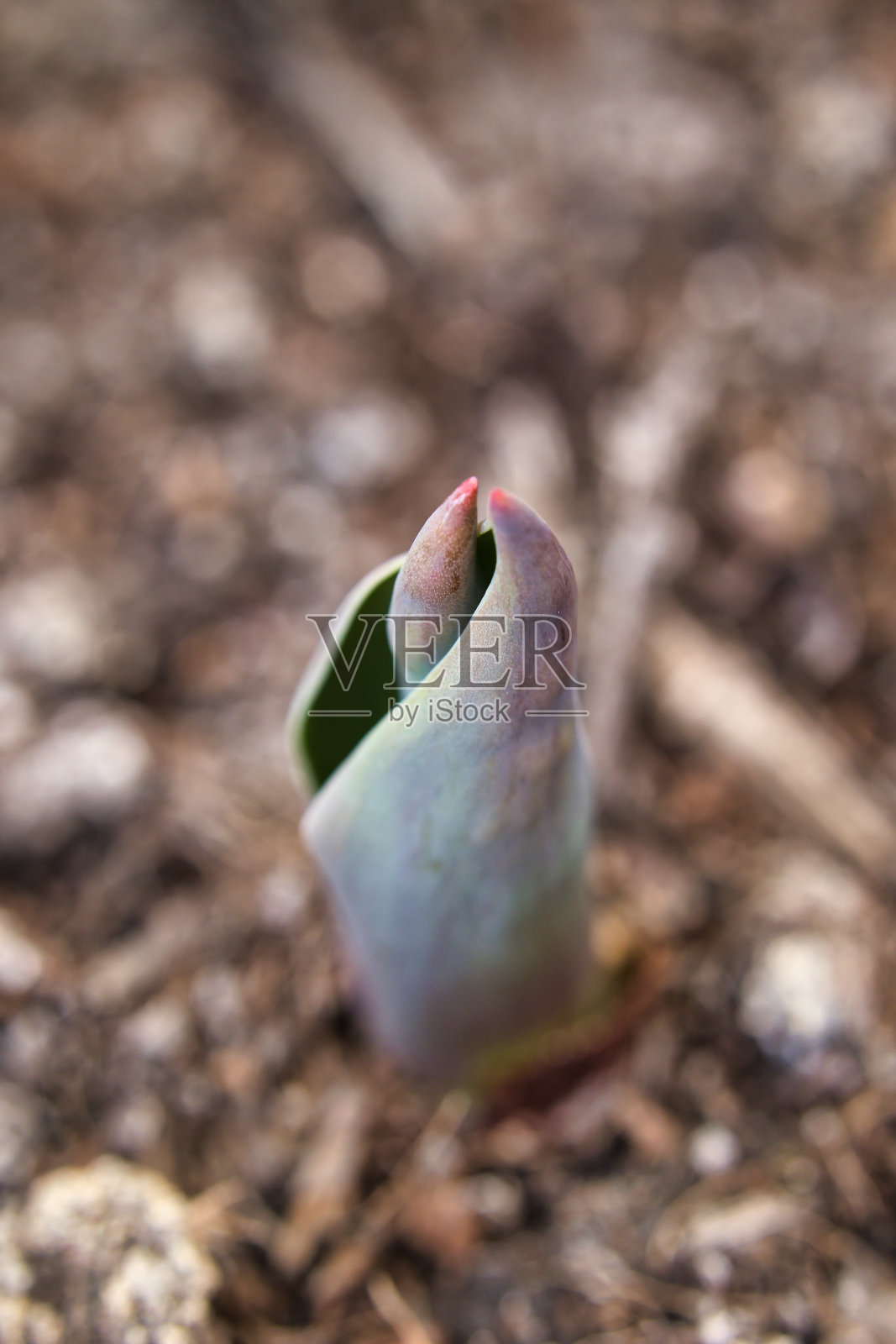 郁金香球茎在春天从土里冒出来照片摄影图片