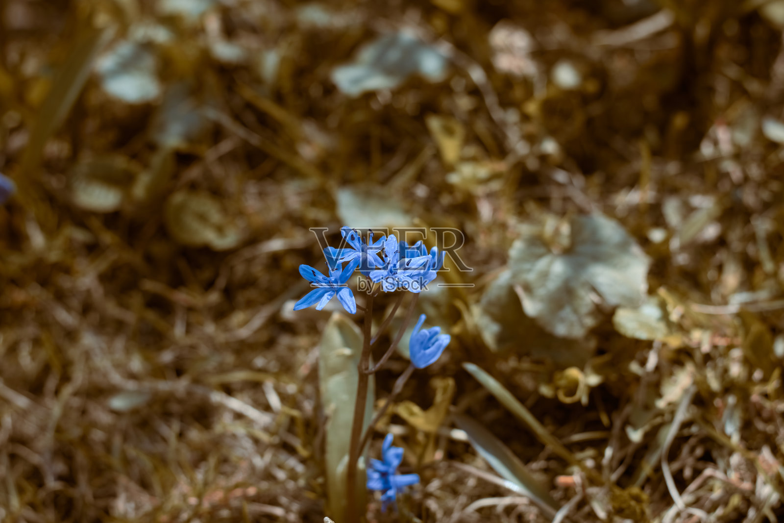 蓝色Chionodoxa。盛开的蓝色花朵。照片摄影图片