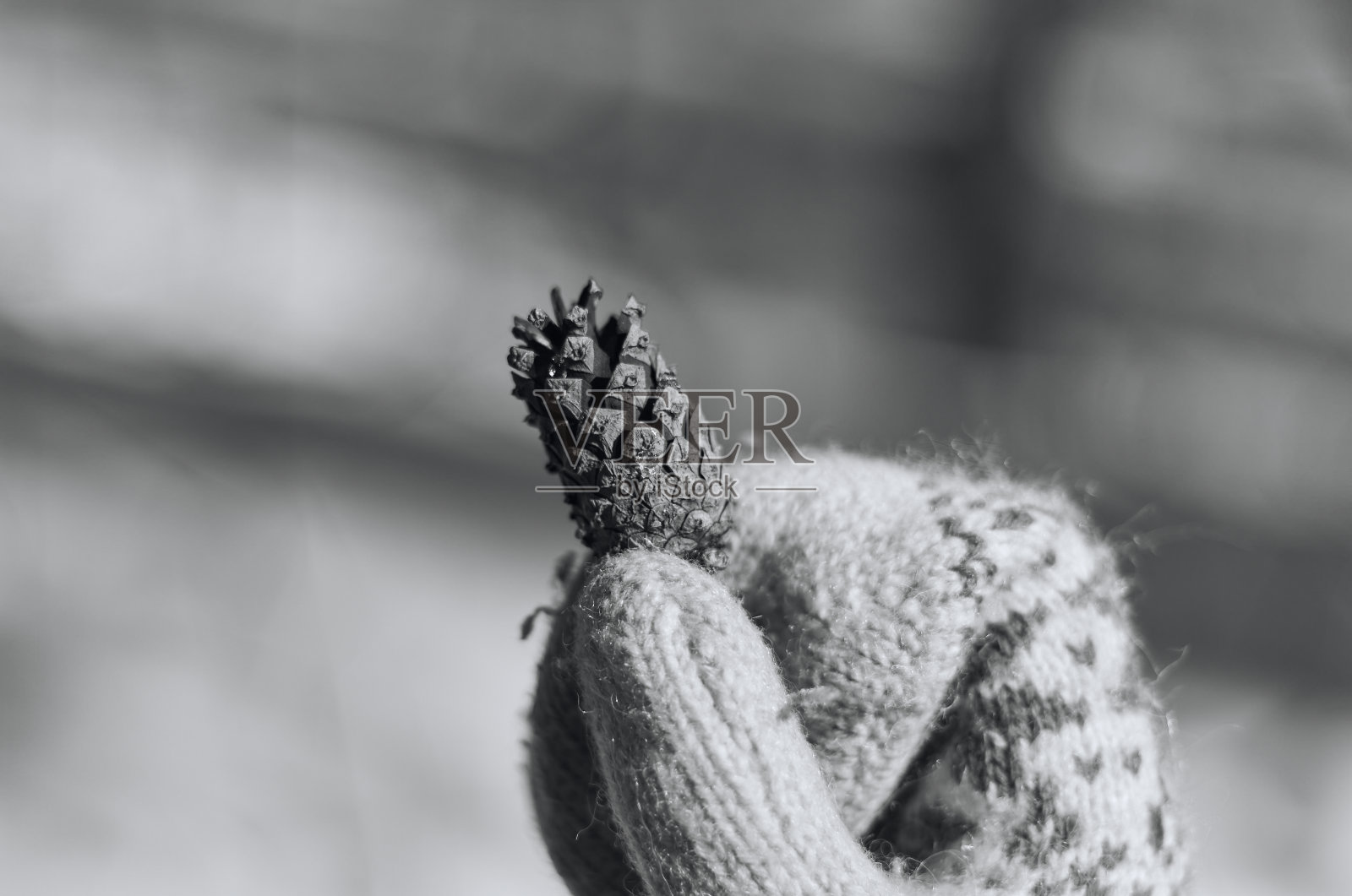 冬天，戴着白色手套的手握着一颗松果。冬季装修。温暖的手套上有个小肿块。黑白照片。照片摄影图片