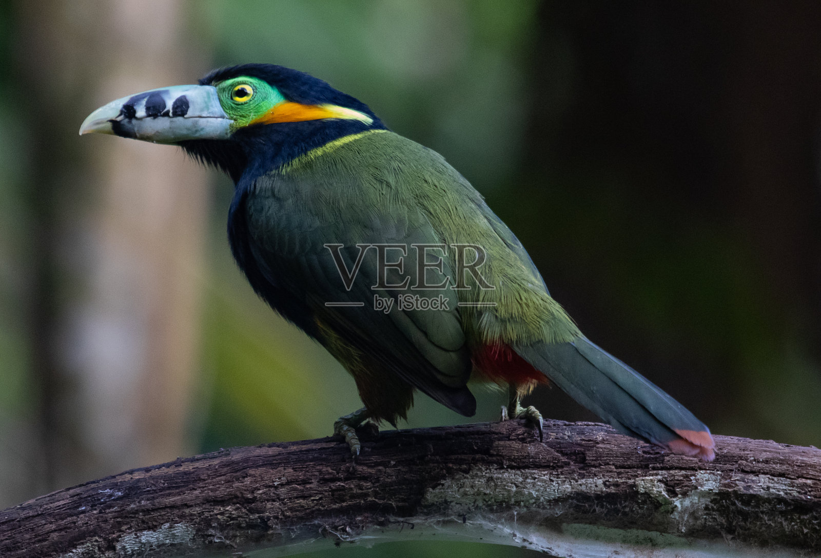 彩色巨嘴鸟栖息照片摄影图片