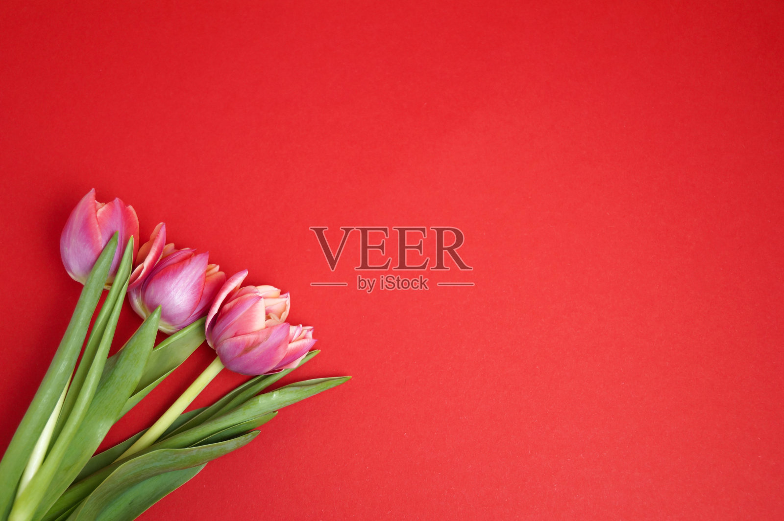 红色背景上的粉色郁金香花束。母亲节卡片，3月8日，复活节快乐。等待春天。贺卡或婚礼请柬。平铺，俯视图照片摄影图片