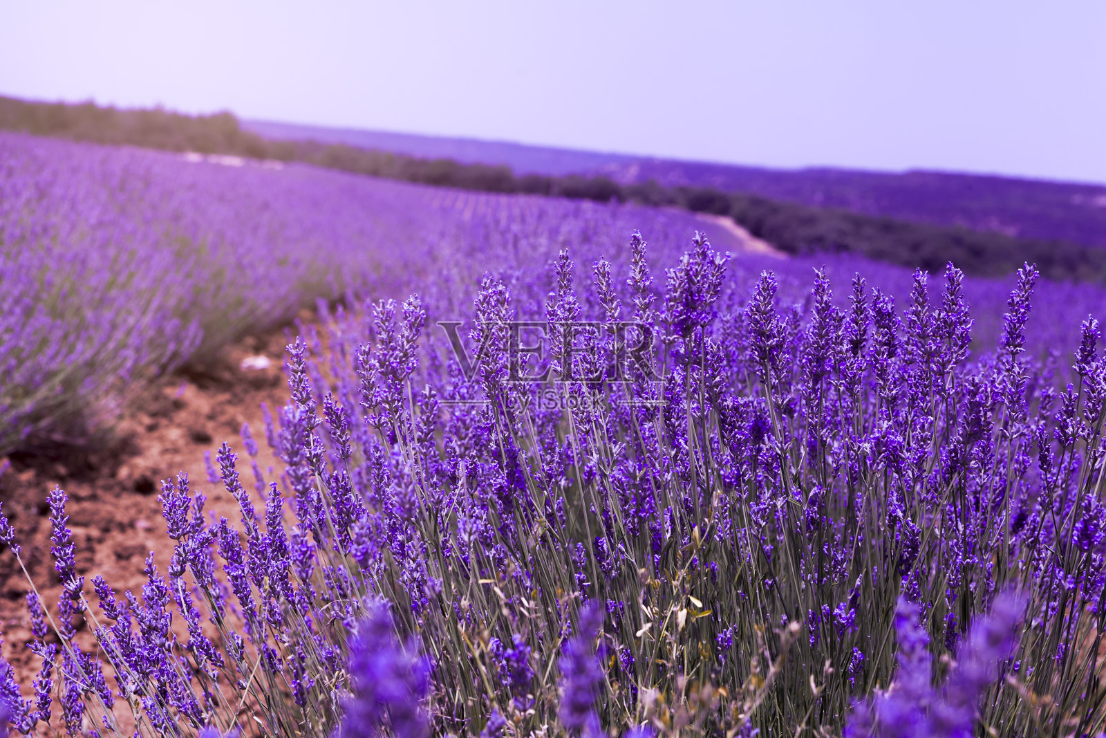 紫色的广阔:一片盛开的薰衣草田照片摄影图片