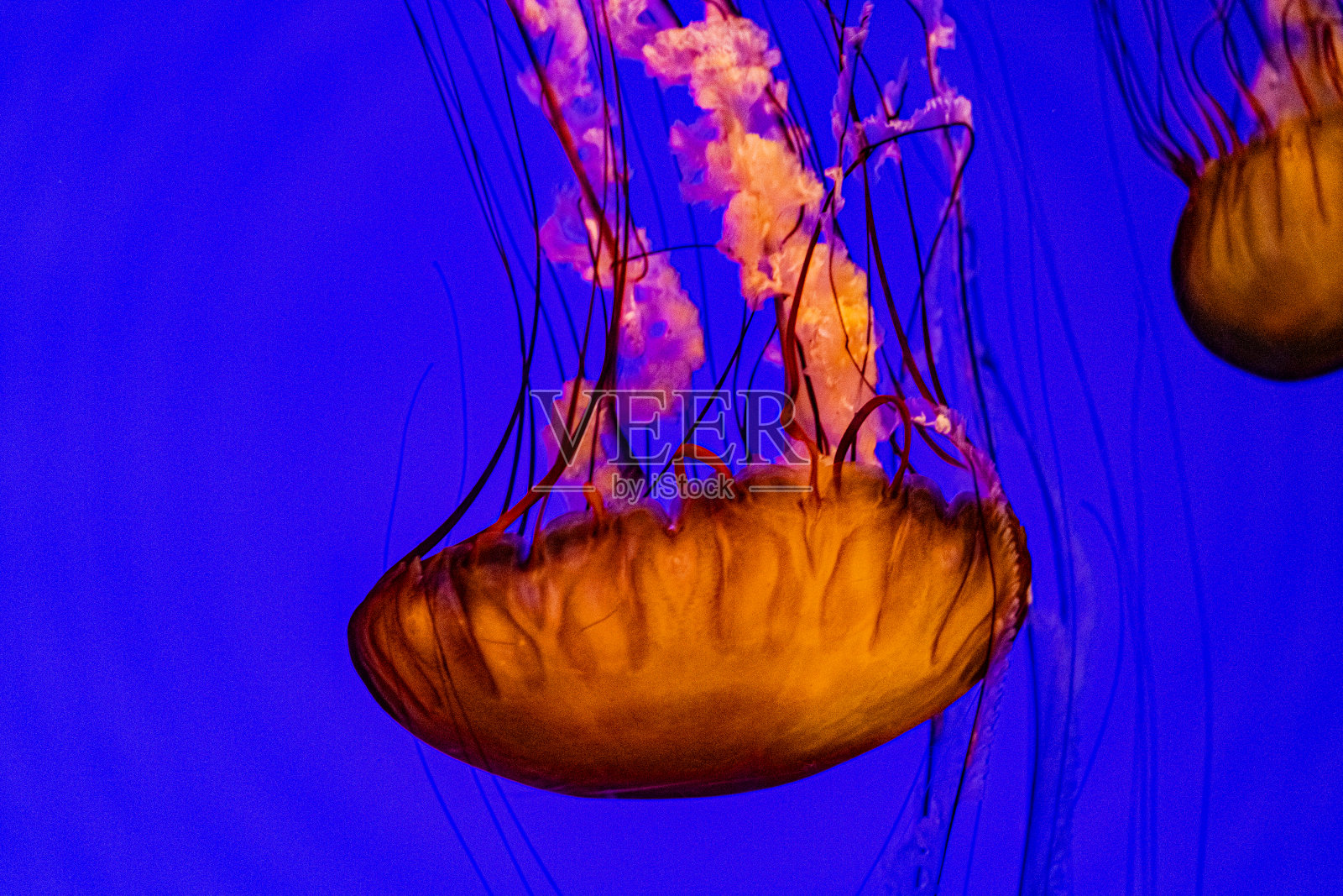 Méduse照片摄影图片