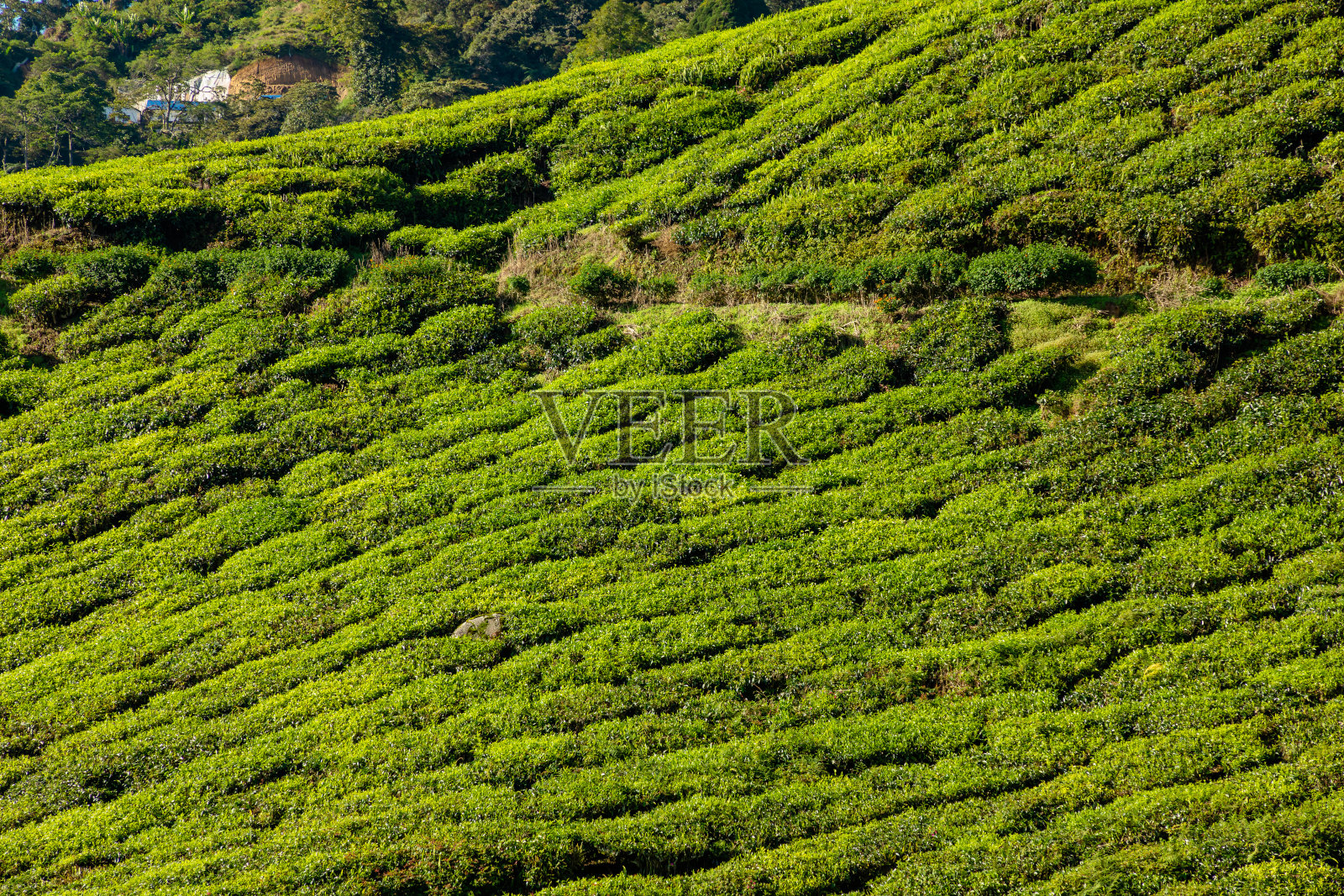 马来西亚金马伦高地的茶园照片摄影图片