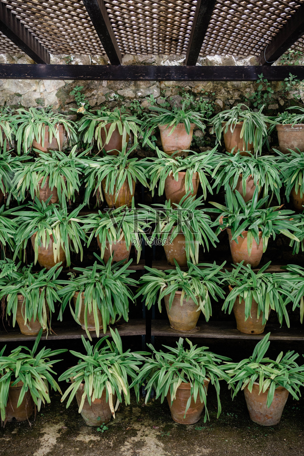 植物图案照片摄影图片