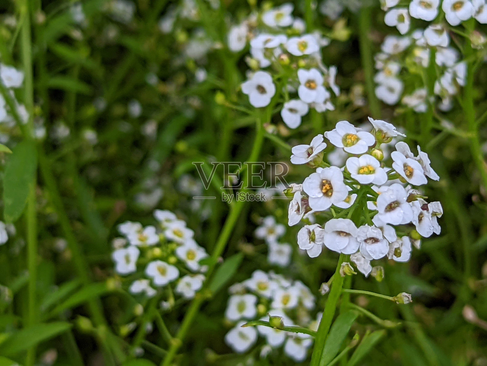 甜蜜的阿丽苏姆（小叶玛丽蒂玛）照片摄影图片
