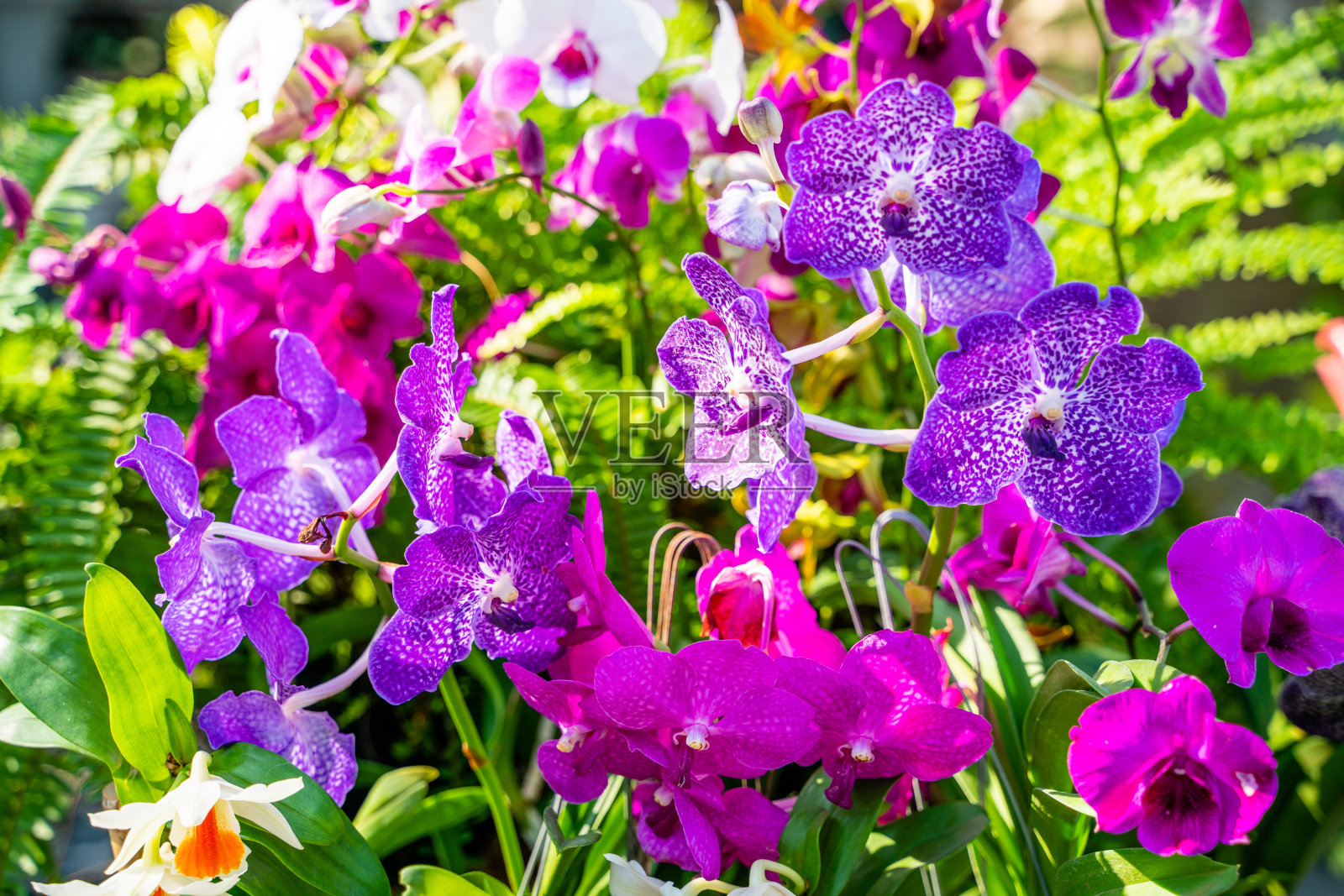 美丽的紫色万达兰花花在花园里。软的焦点。照片摄影图片