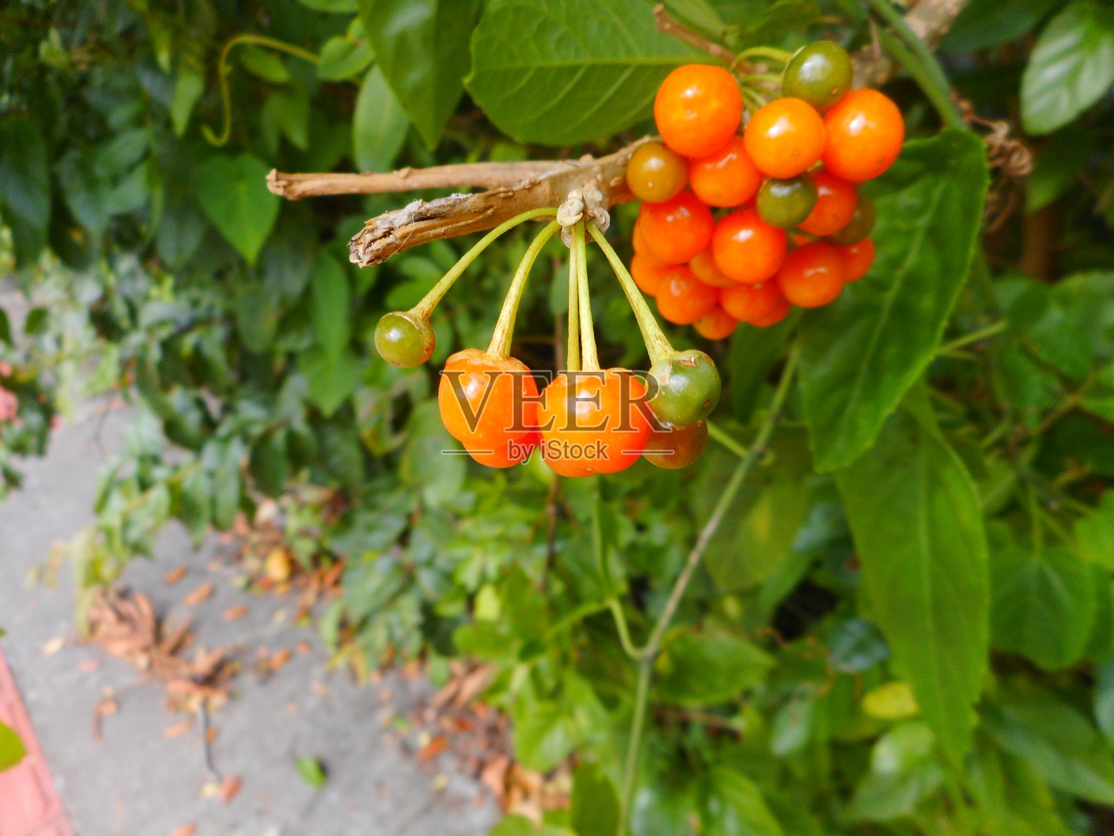 植物果实画眉果-树棘照片摄影图片