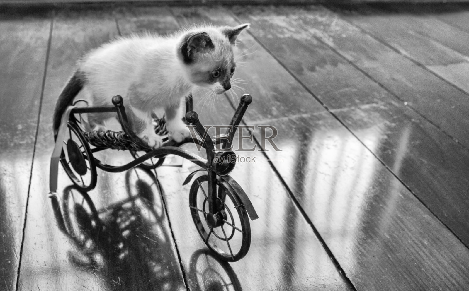 小猫骑自行车照片摄影图片