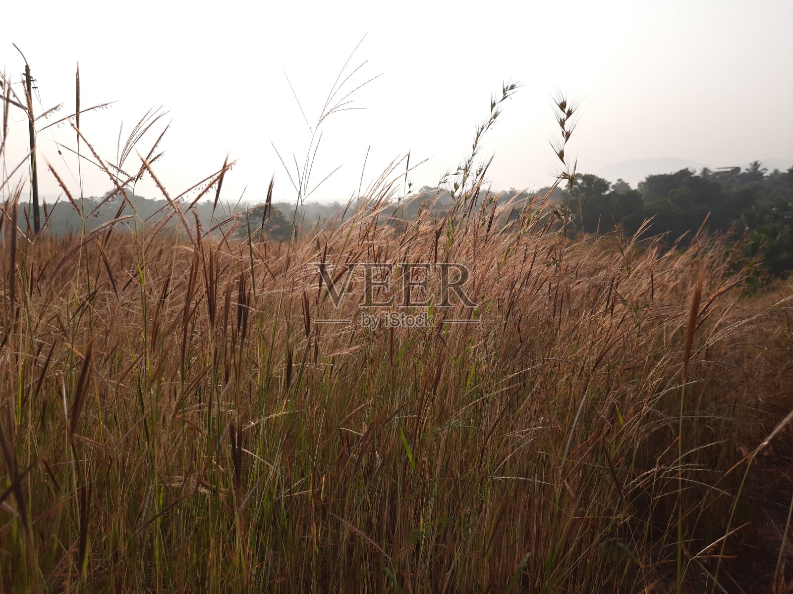 清晨的草地上有露水。清晨的草地景观。照片摄影图片