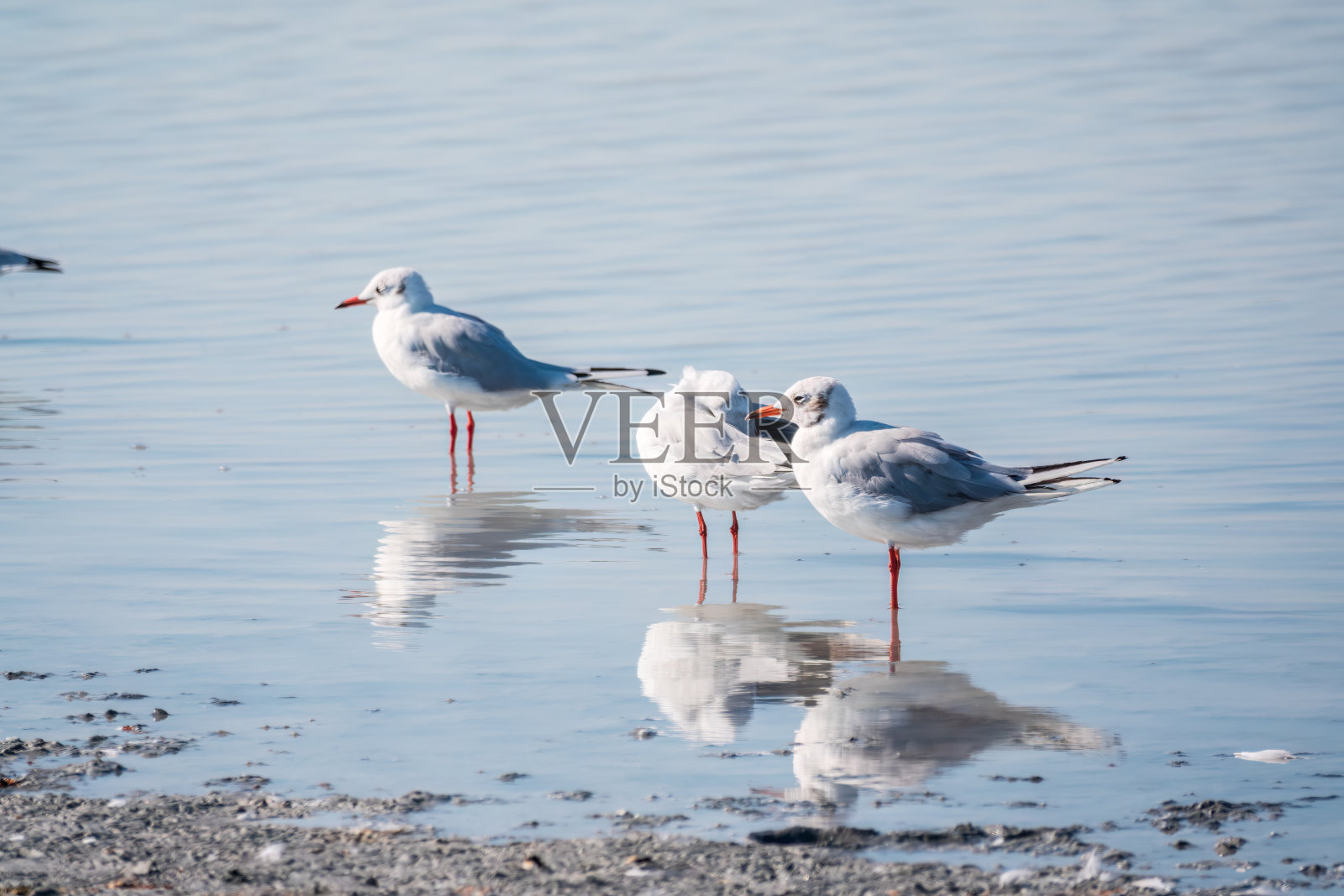 鸥群，欧洲鲱鱼鸥，游泳在平静的湖岸照片摄影图片