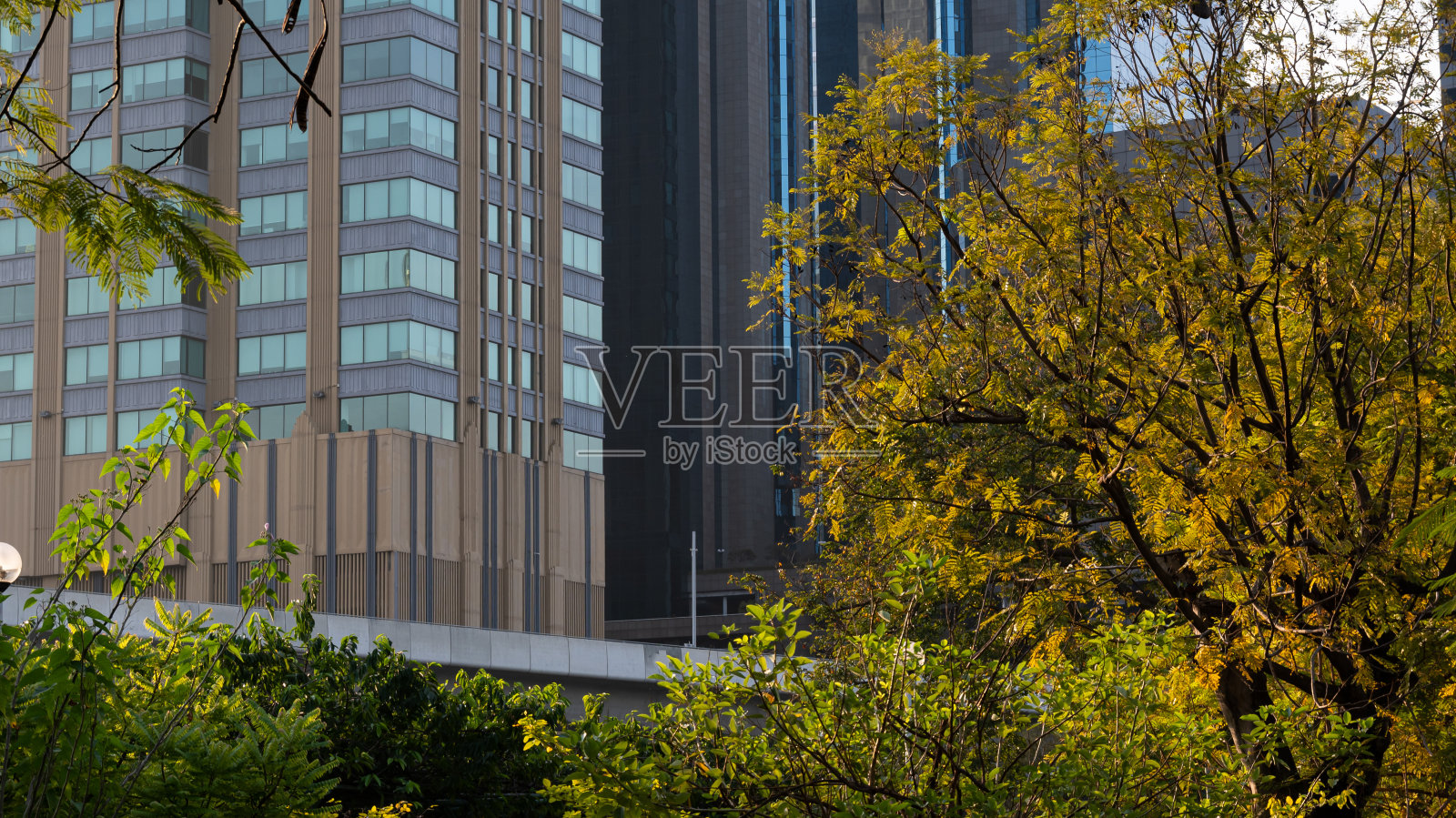 曼谷的现代建筑被绿色植物覆盖照片摄影图片