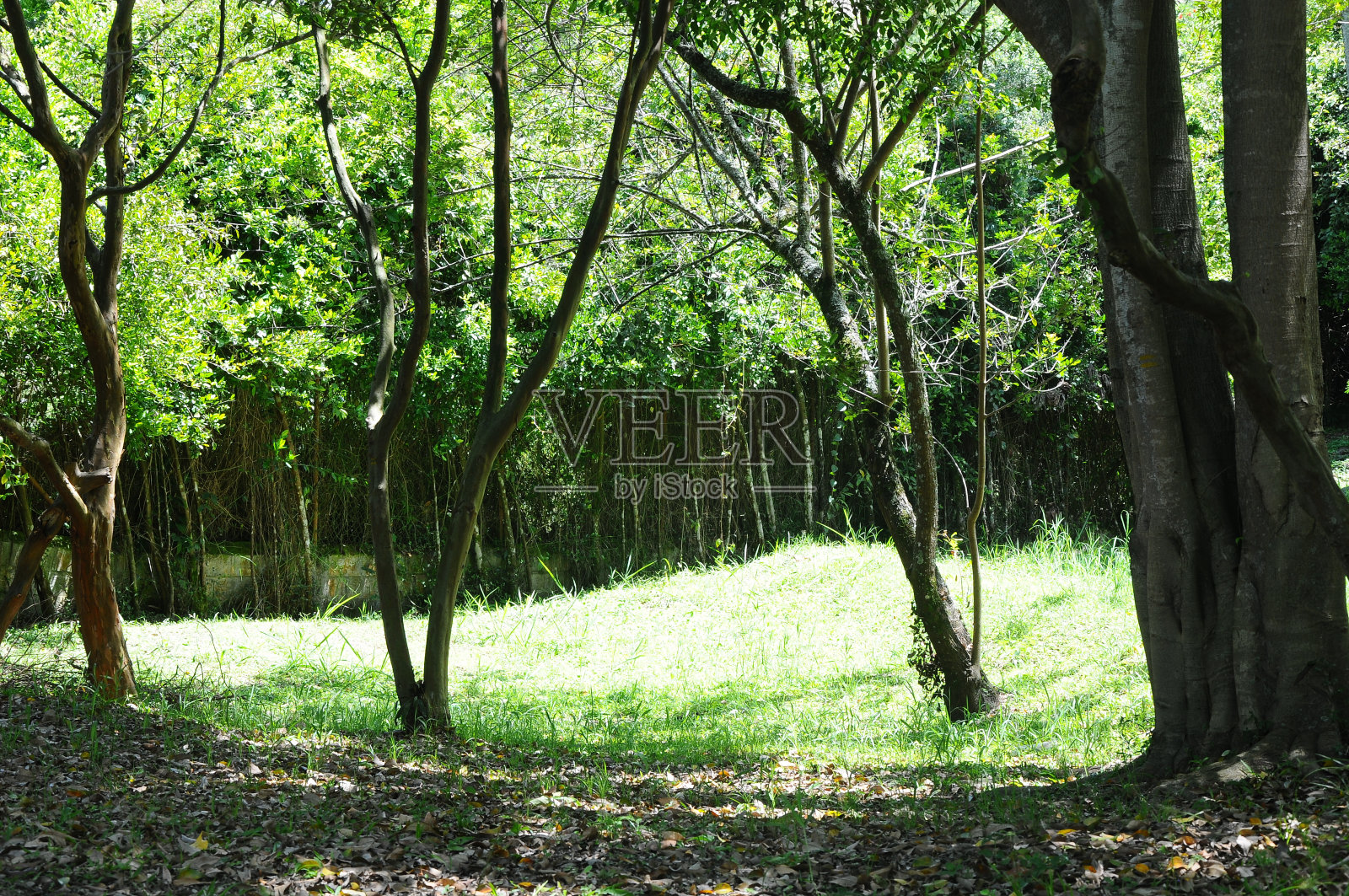 树照片摄影图片