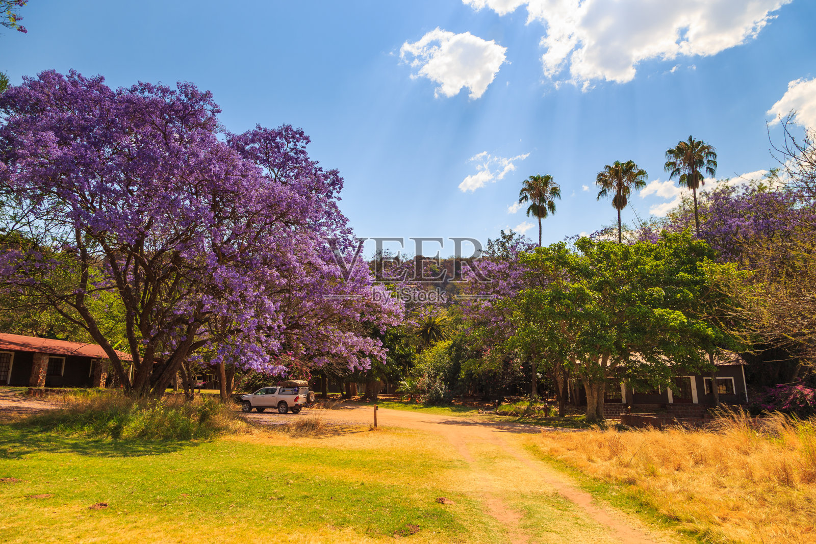 树上开着美丽的紫色花朵。沃特堡高原国家公园，喀拉哈里，Otjiwarongo，纳米比亚，非洲。照片摄影图片