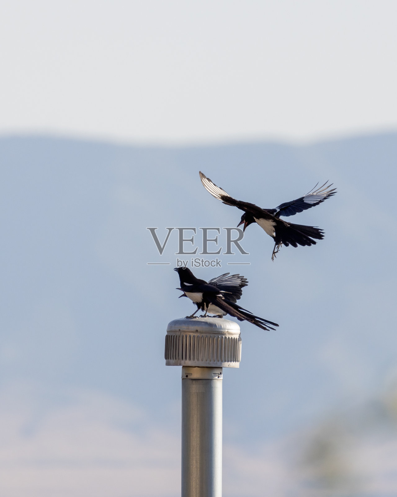 喜鹊飞来飞去，互相争斗。照片摄影图片