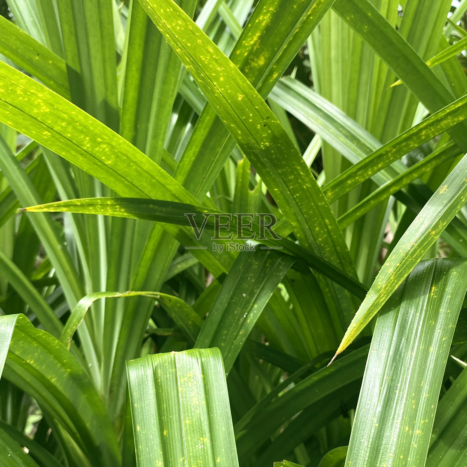 草照片摄影图片