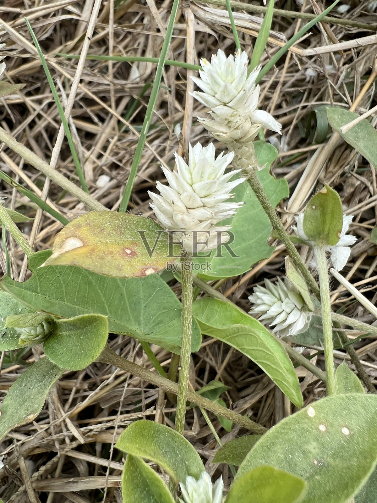 贡竹属杂草花照片摄影图片