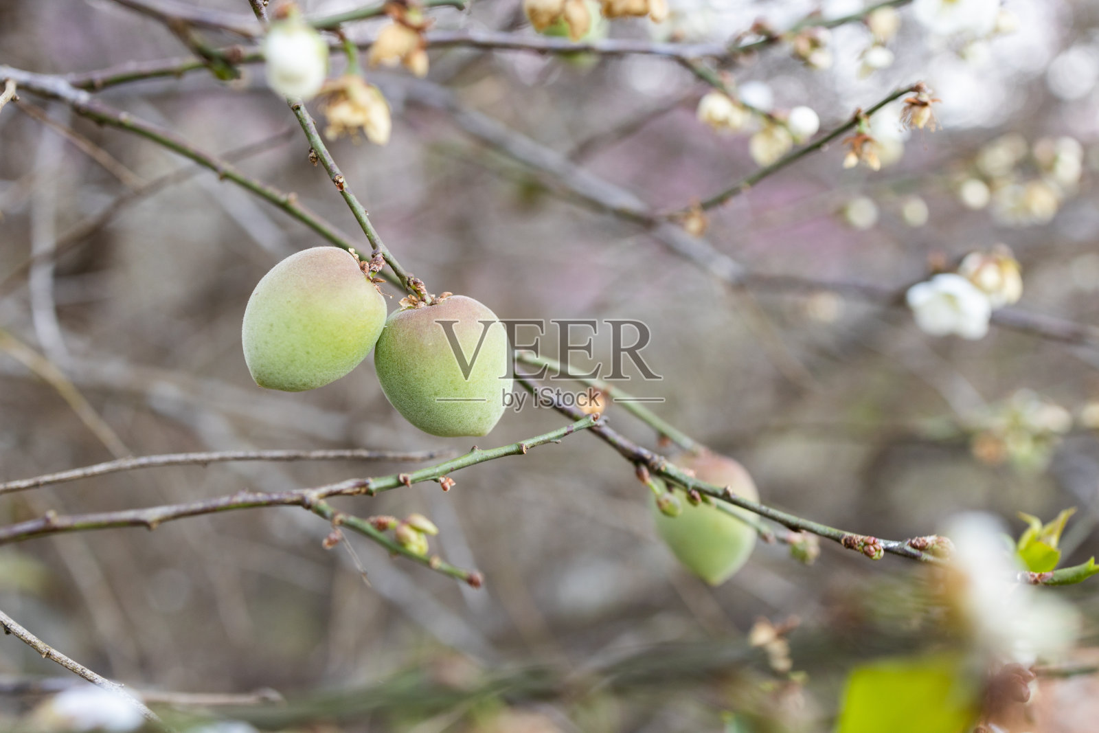 白梅树花。，在树上照片摄影图片
