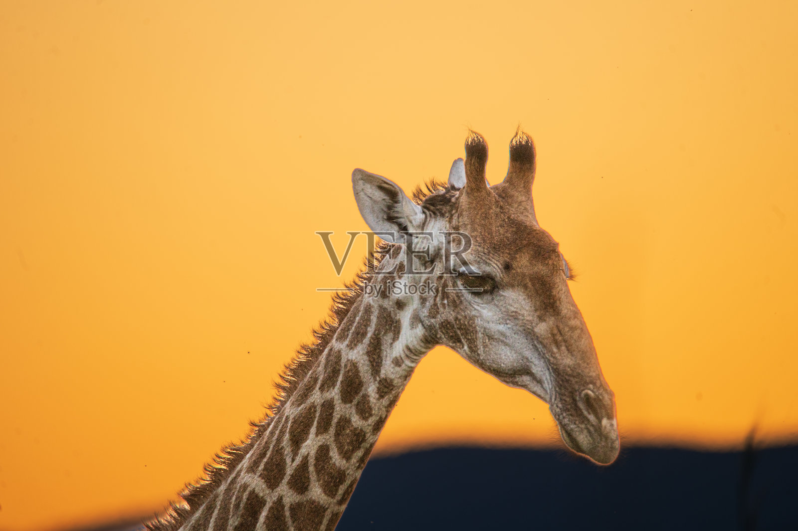 长颈鹿的头映衬着明亮的橙色日落天空照片摄影图片