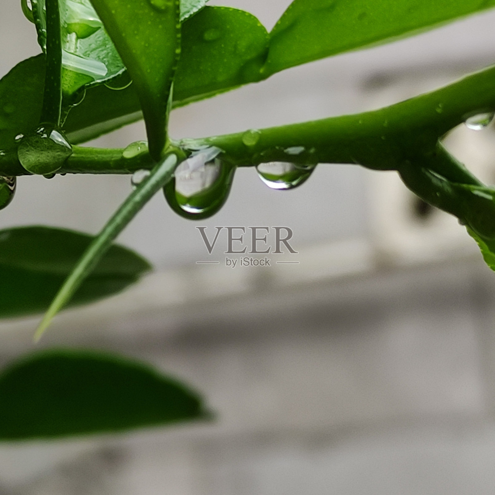 雨滴落在植物茎叶上照片摄影图片