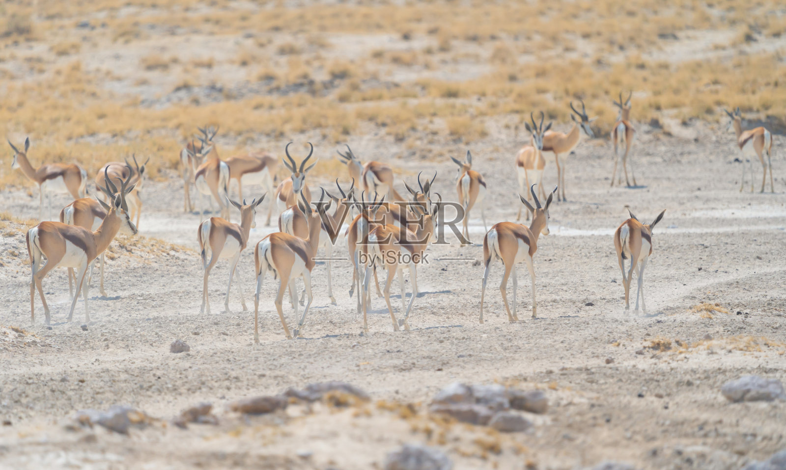 鹿、羚羊或大羚羊。野生动物在森林领域在狩猎保守国家公园在纳米比亚，南非。自然景观背景。照片摄影图片