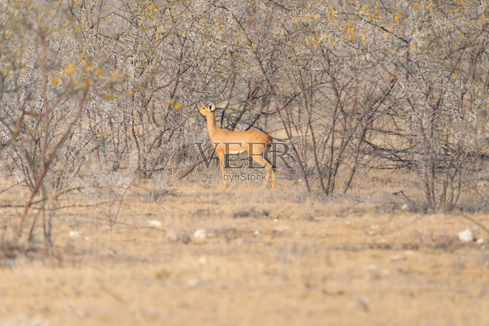 鹿、羚羊或大羚羊。野生动物在森林领域在狩猎保守国家公园在纳米比亚，南非。自然景观背景。照片摄影图片