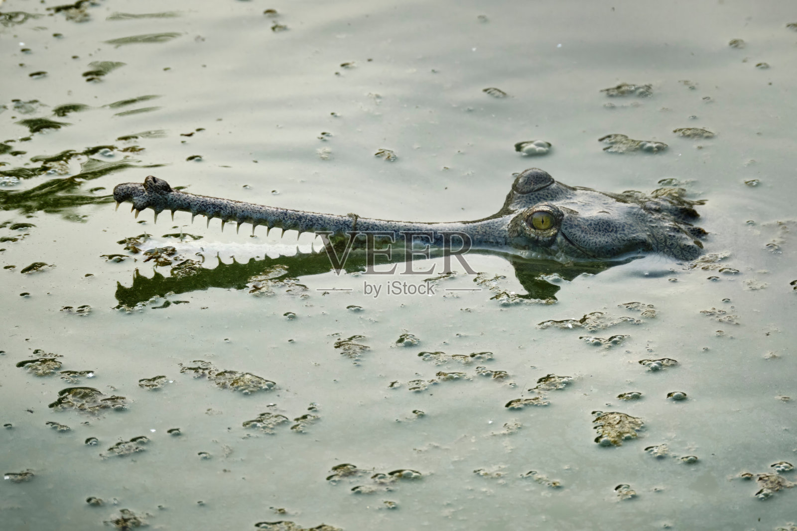 长吻鳄从浑浊的水中浮出照片摄影图片