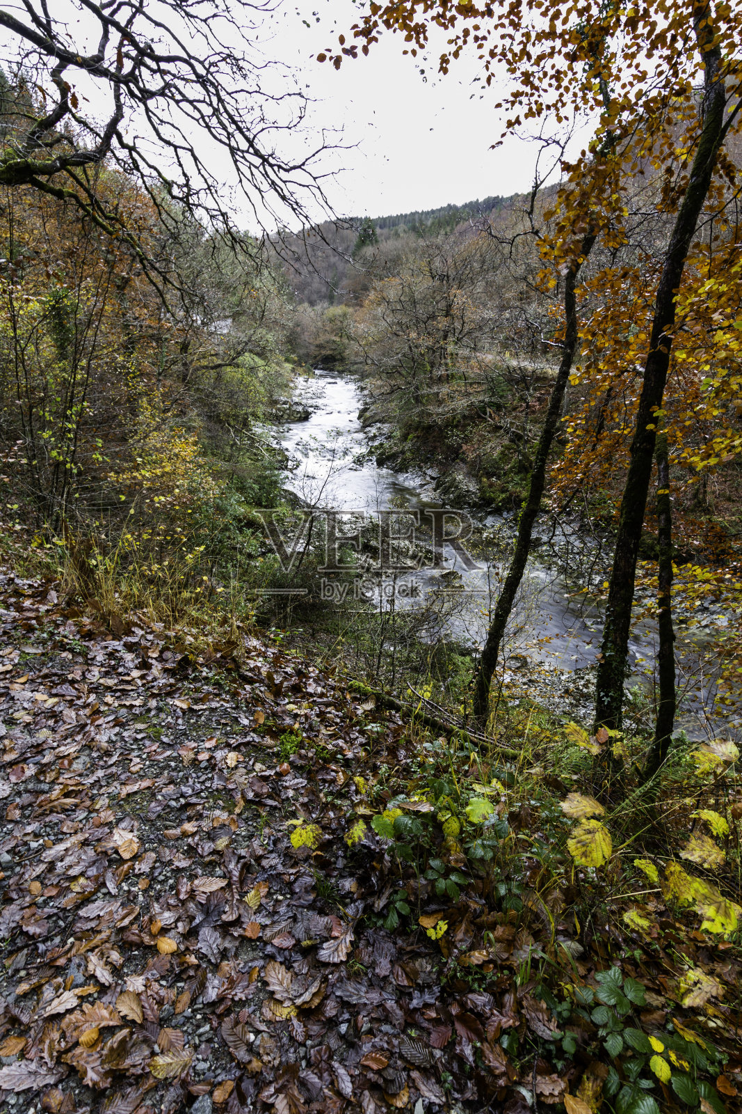 秋天，Coed y Brenin森林公园中的Afon Mawddach河，秋天，肖像，广角。照片摄影图片