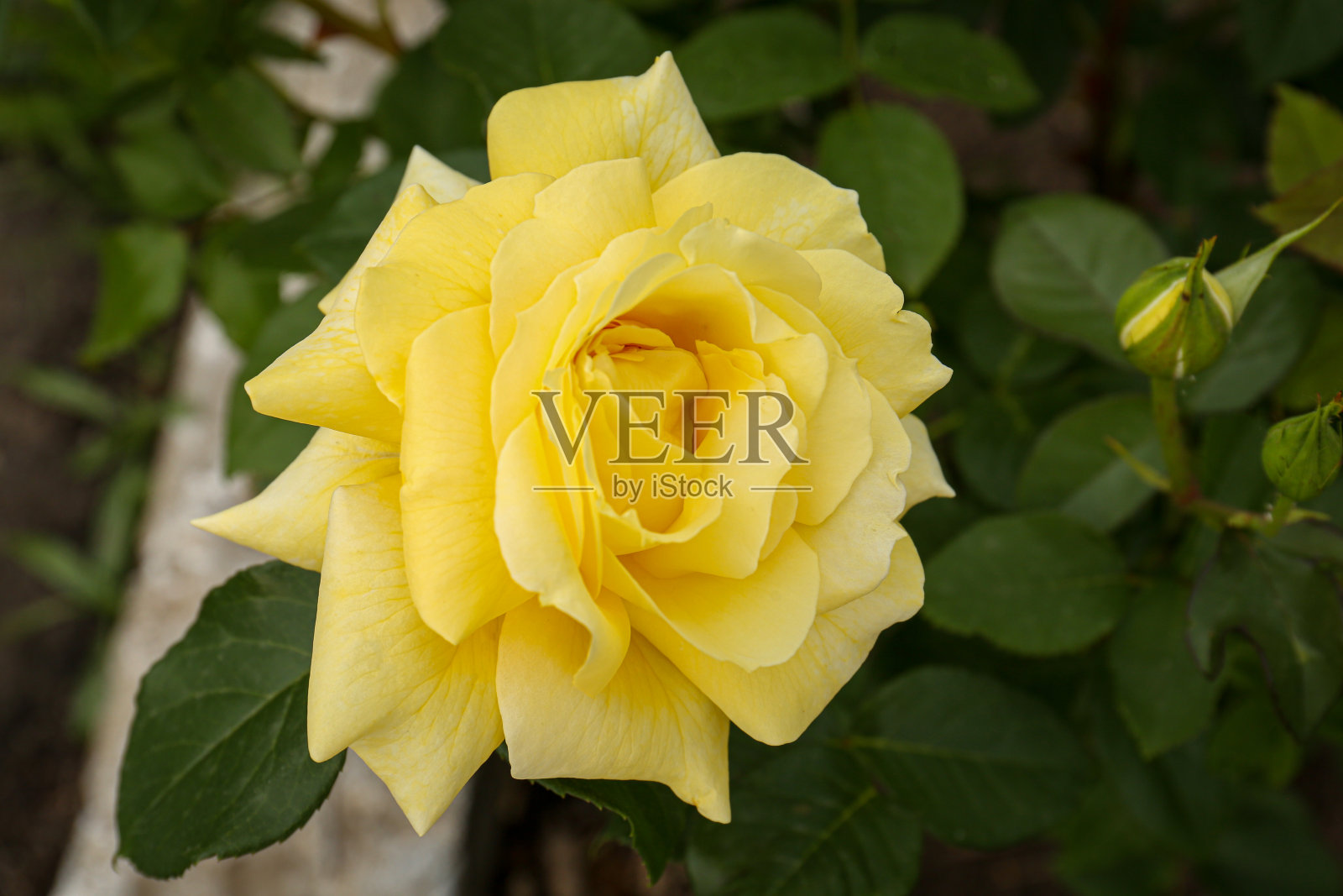 近距离观看美丽的盛开的玫瑰灌木户外照片摄影图片