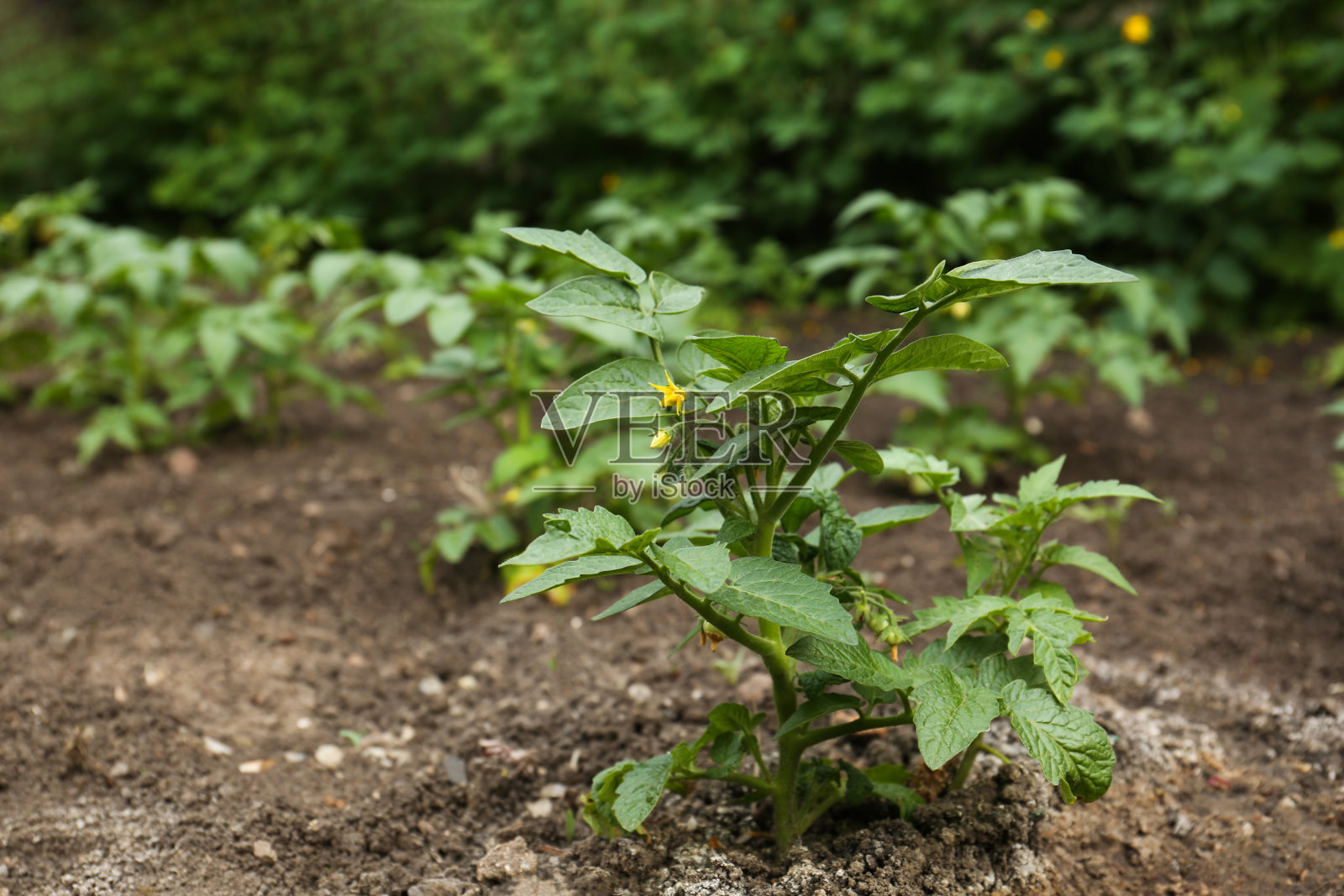 美丽的绿色番茄植物生长在花园里照片摄影图片