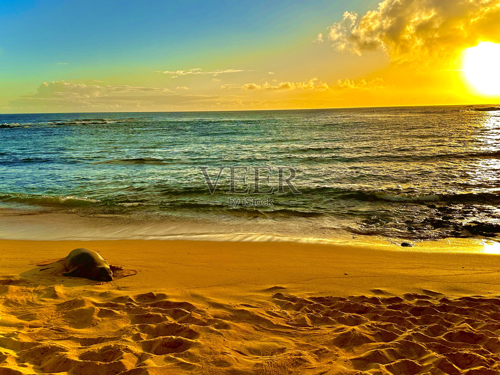 夏威夷僧海豹照片摄影图片