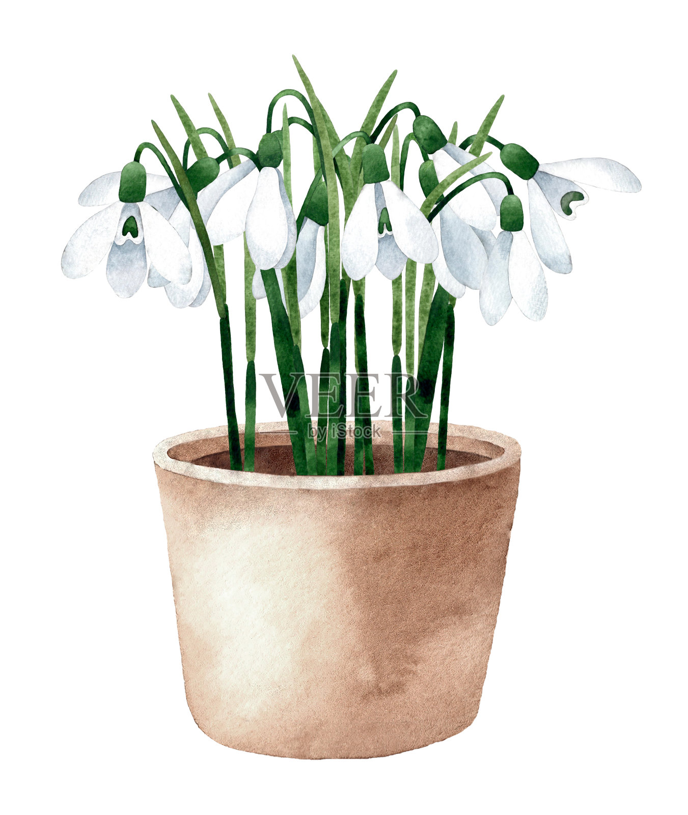水彩手绘白色雪花莲在陶罐。春天的花束插图孤立在白色背景。插画图片素材