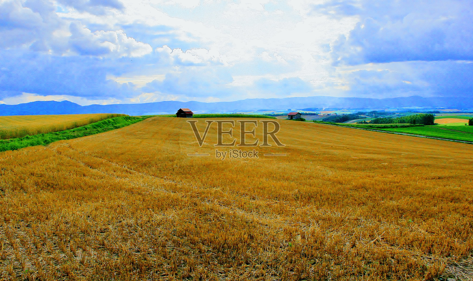 北海道Biei的小麦山照片摄影图片