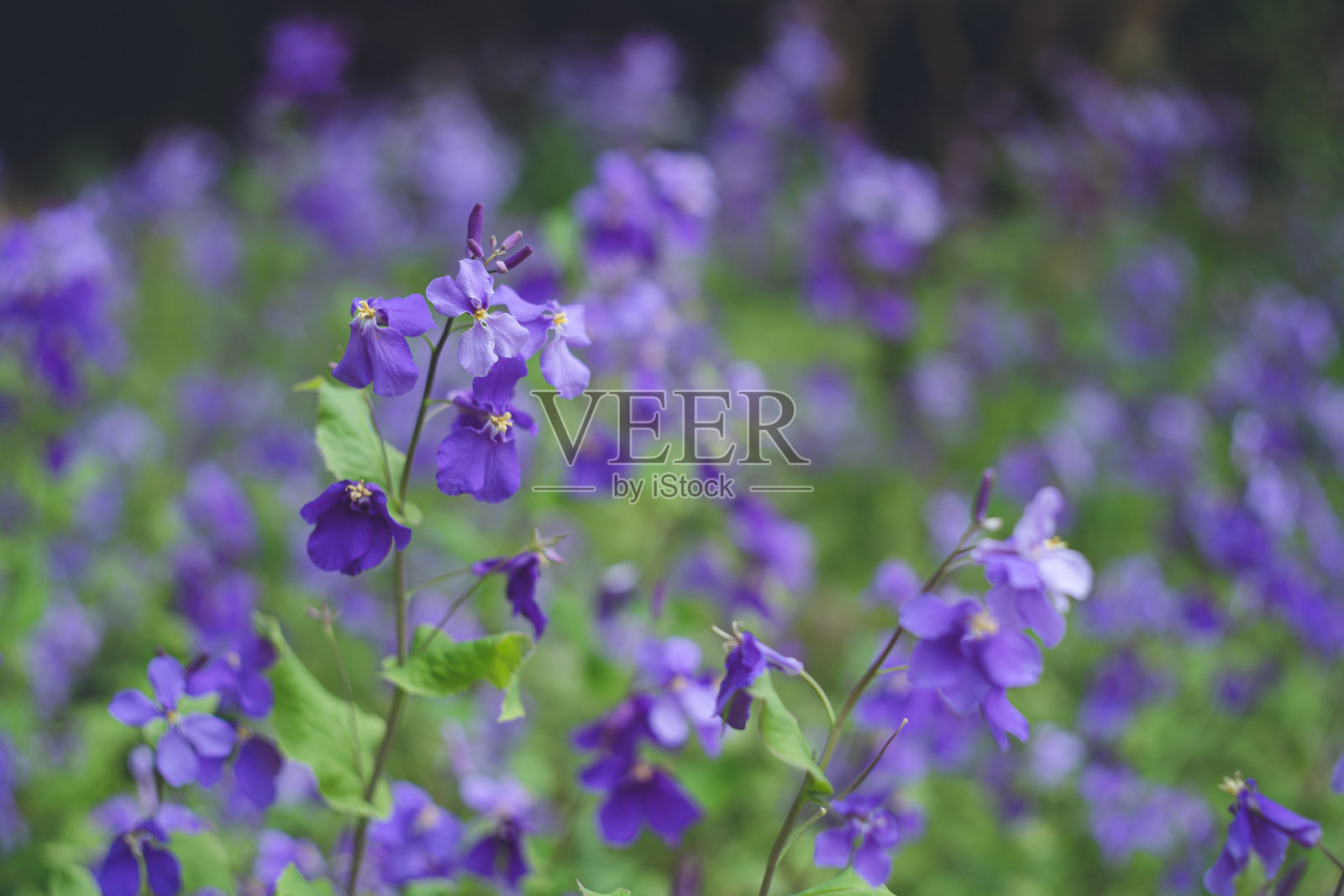 紫花萝卜一片紫紫花盛开的田野照片摄影图片