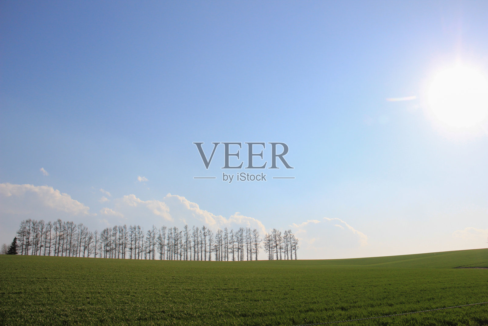 春天的绿色田野和落叶松林照片摄影图片