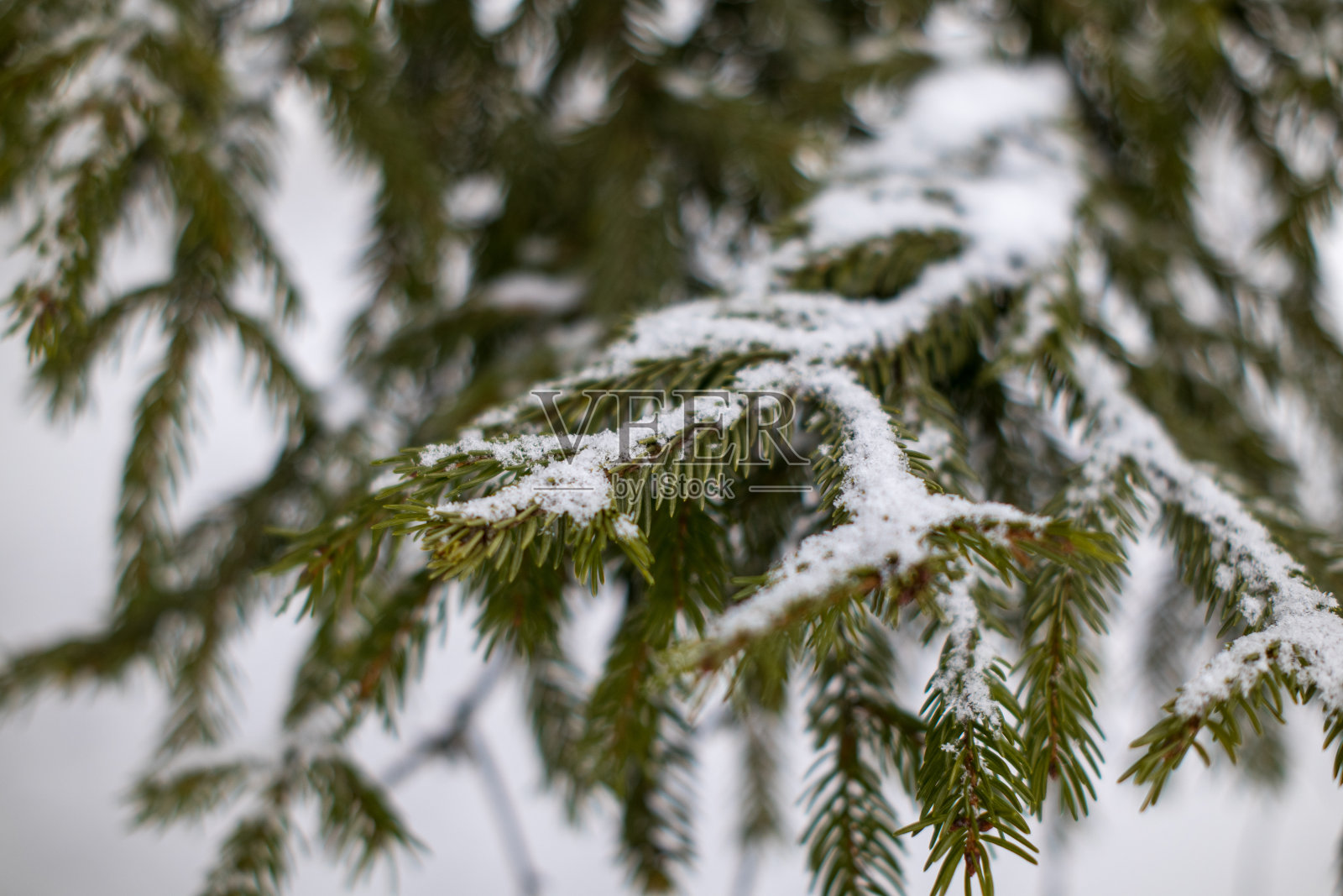 冬天照片摄影图片