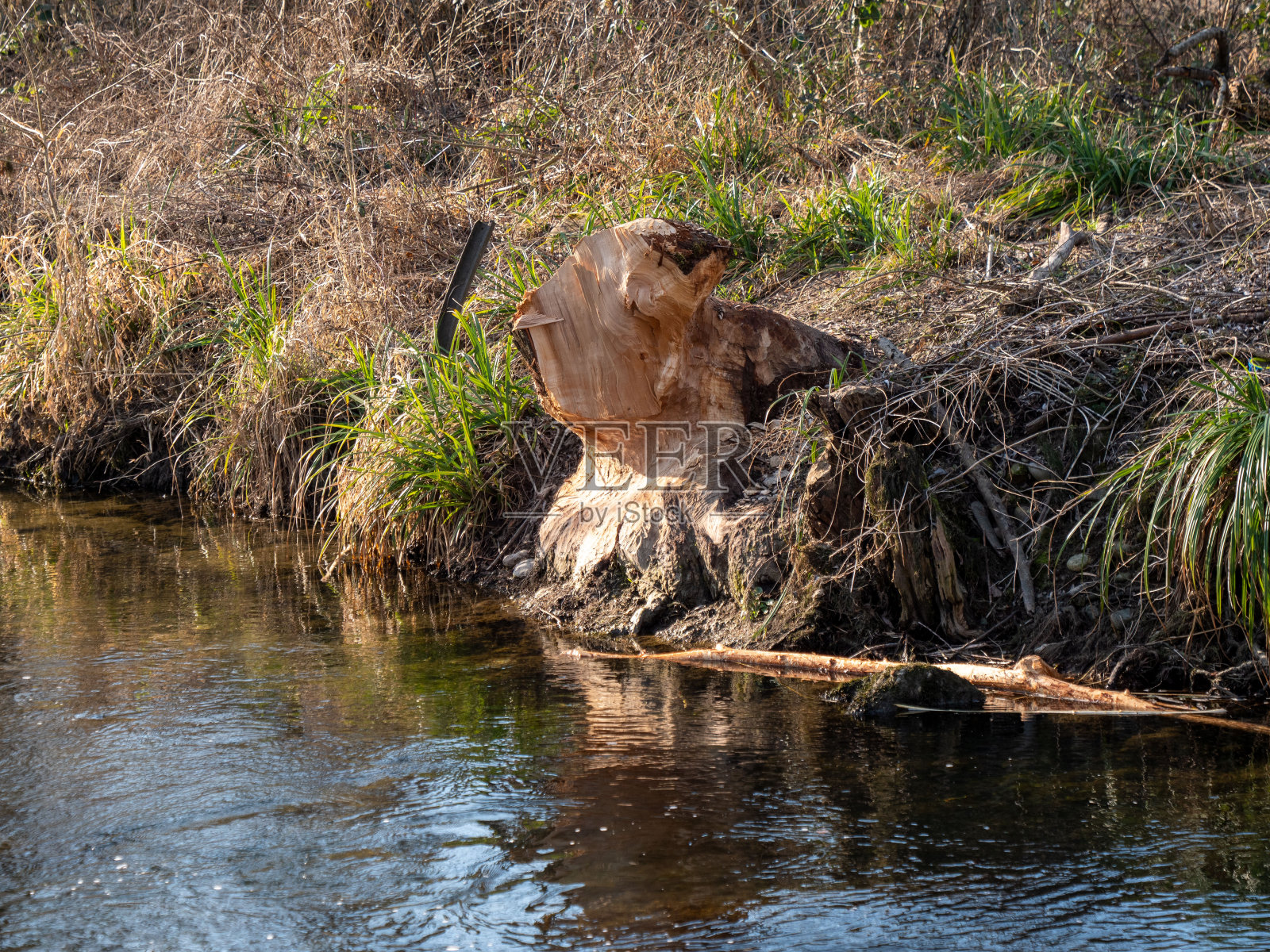 海狸在小河边活动照片摄影图片