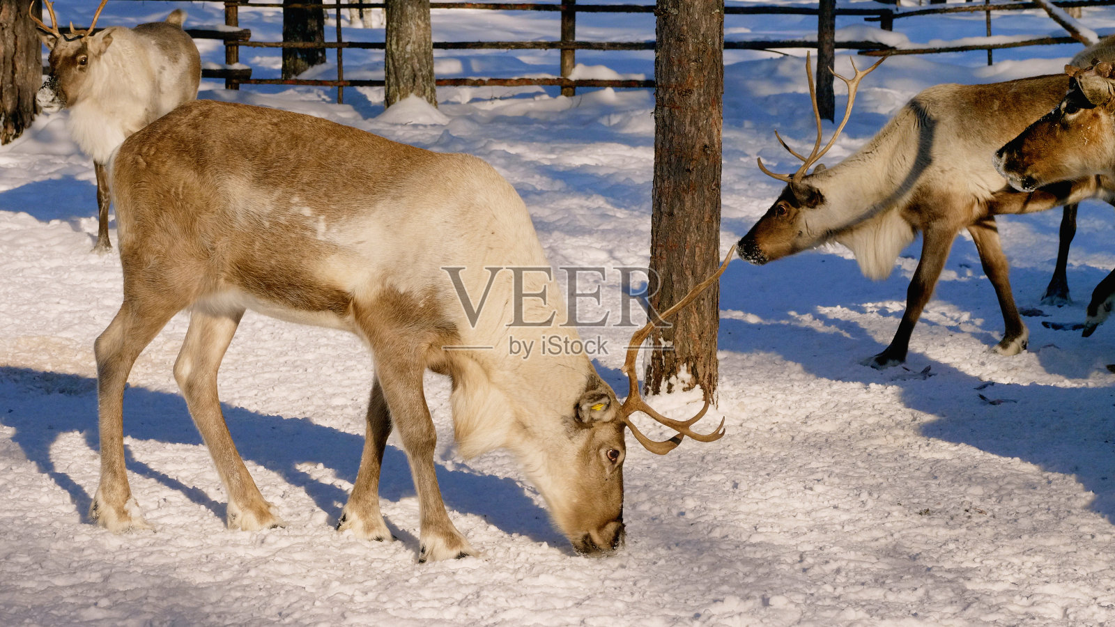 西西伯利亚，畜栏里的一群驯鹿。照片摄影图片