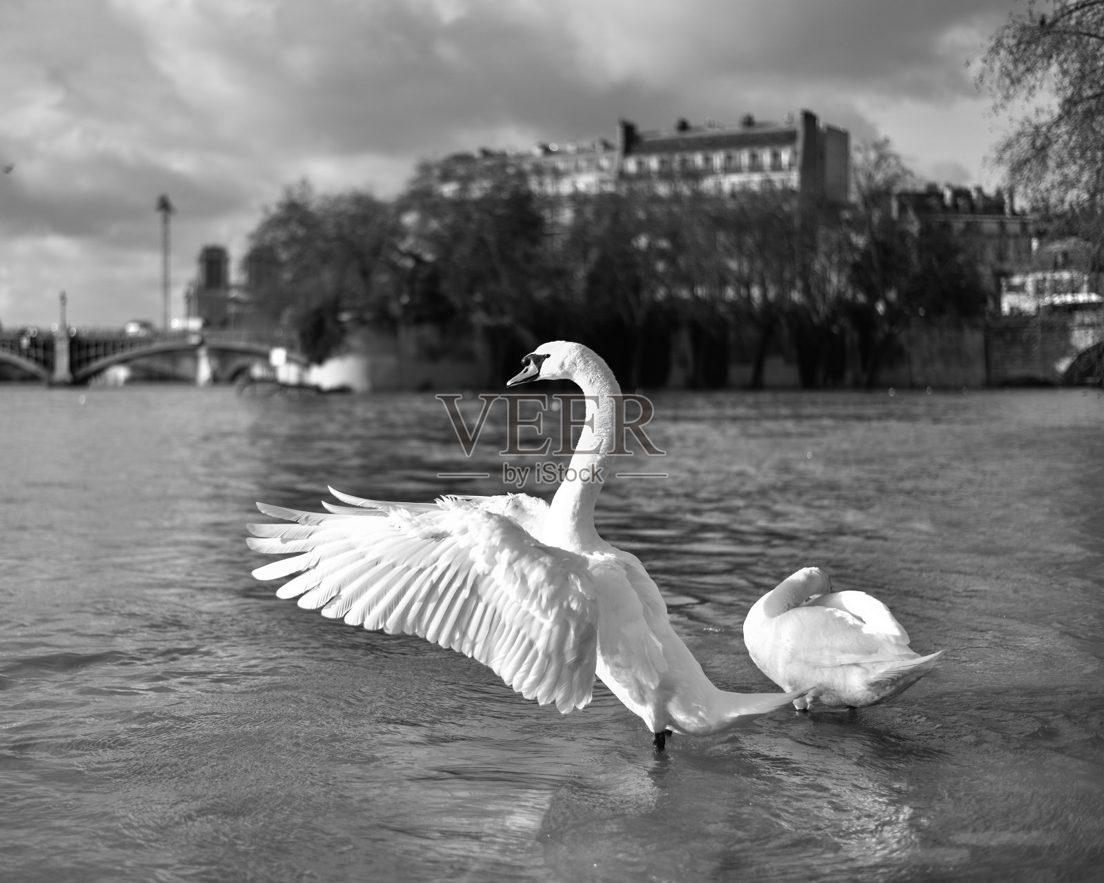 法国巴黎圣母院附近塞纳河上的天鹅照片摄影图片