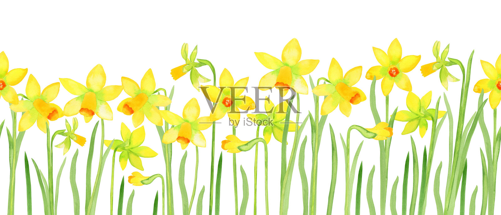 水仙花水彩无缝边界。黄色的春花手绘无尽的横幅。插画图片素材