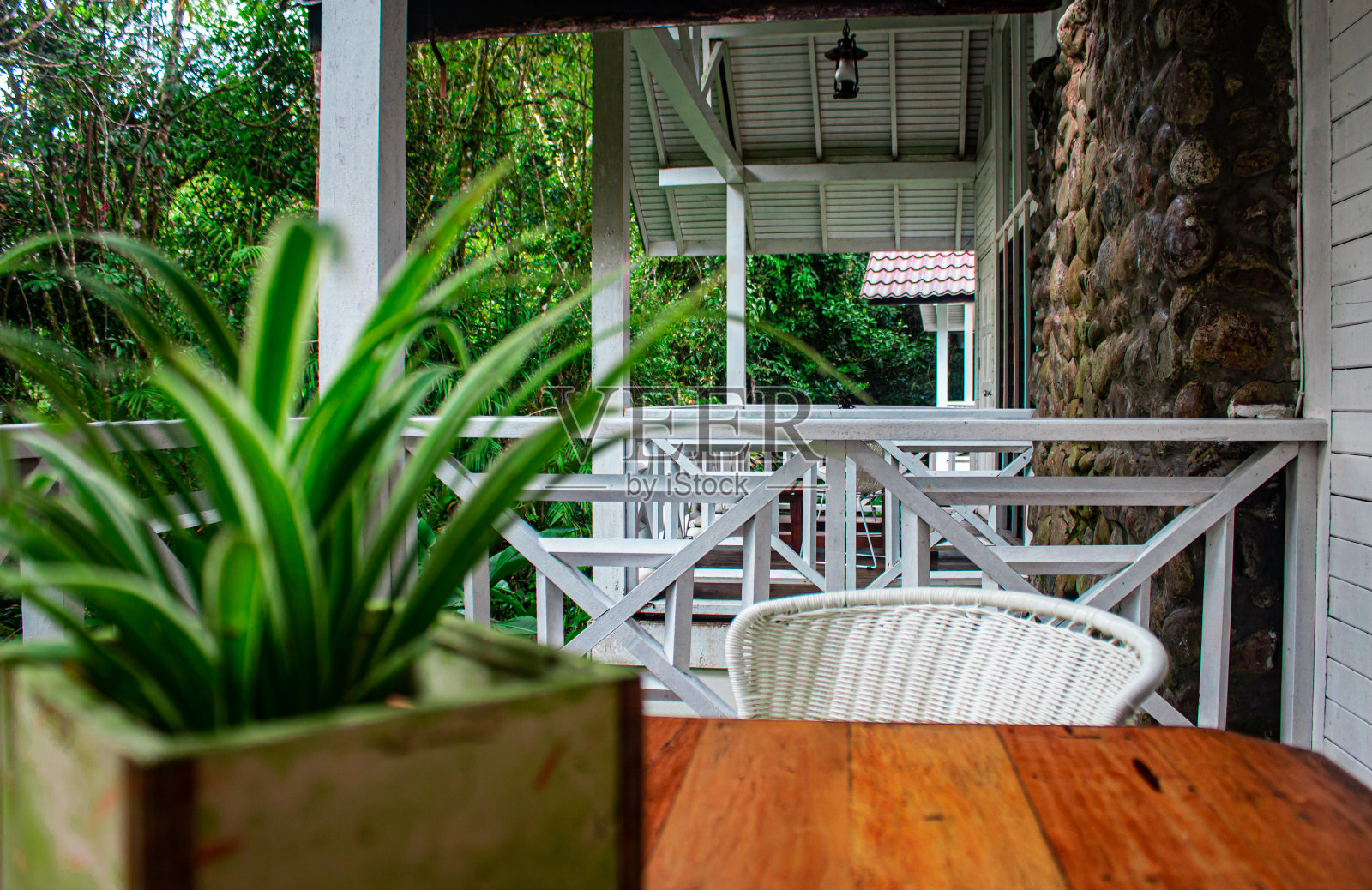 在森林中心的一个度假胜地的院子里种植Croton植物照片摄影图片