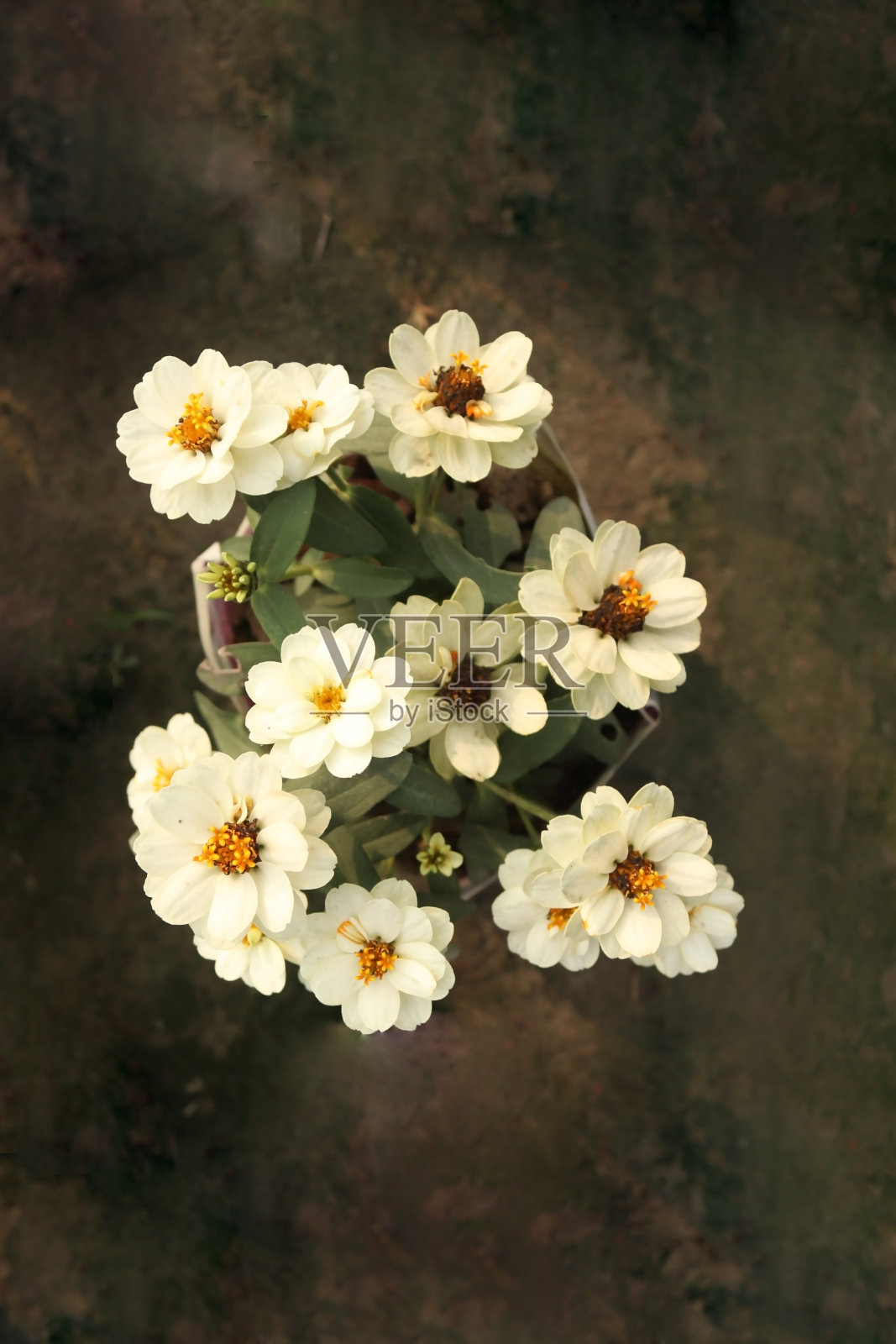 白色的海葵花在花园里照片摄影图片