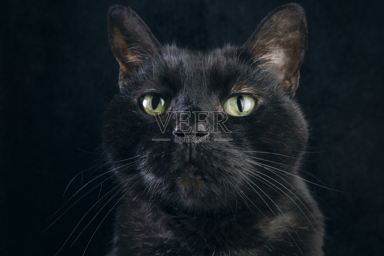 黑猫的脸特写照片摄影图片