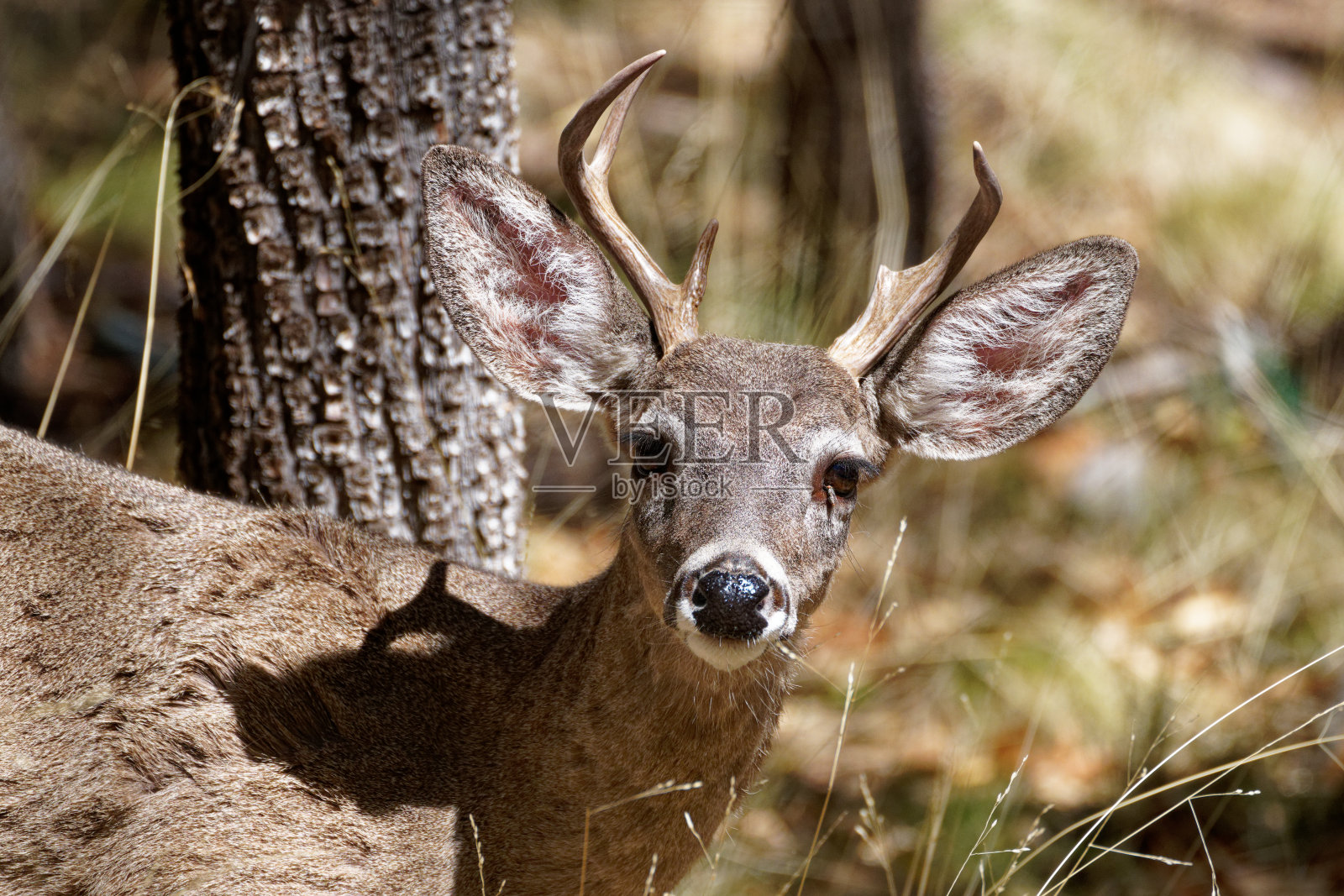 白尾鹿照片摄影图片