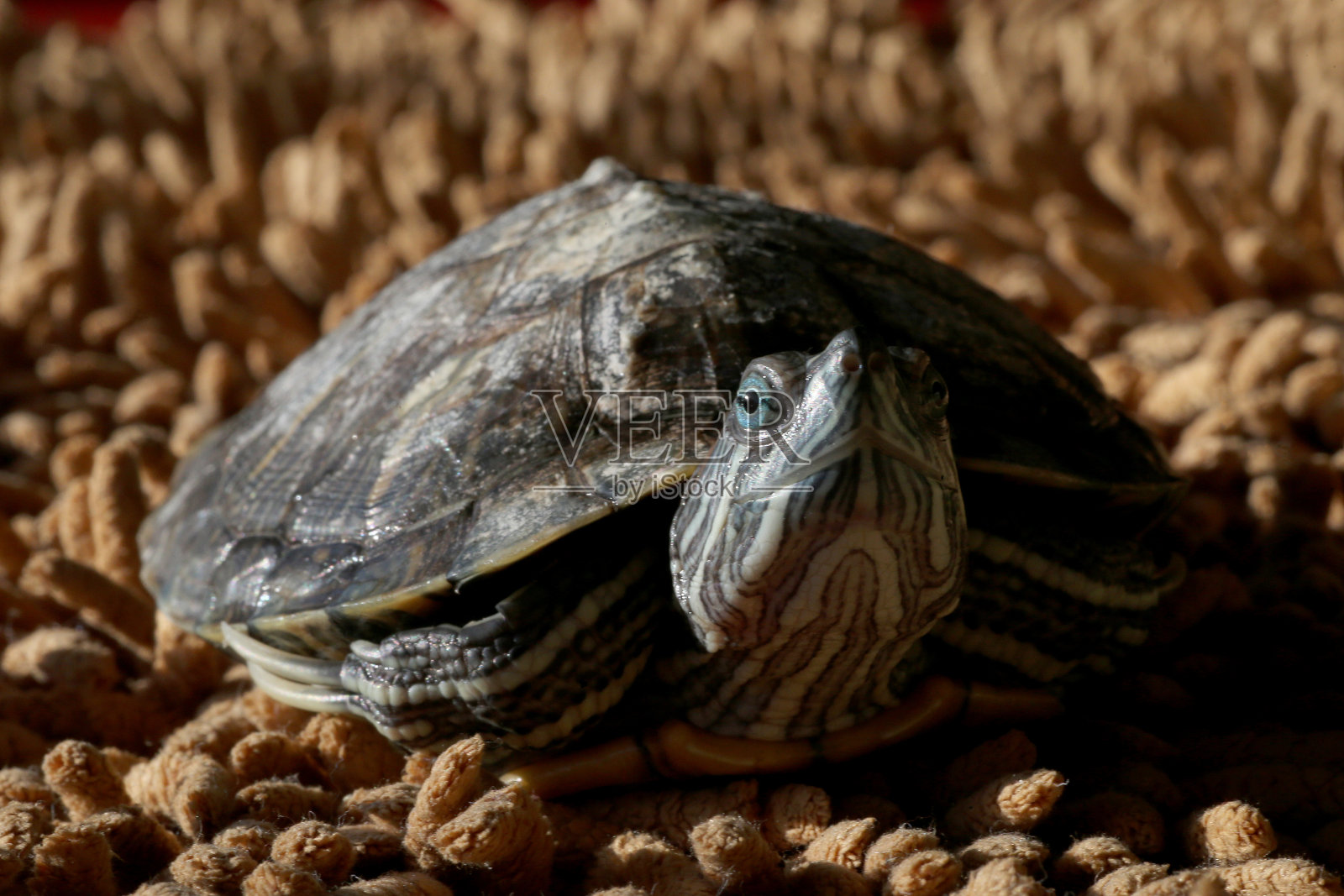 乌龟照片摄影图片
