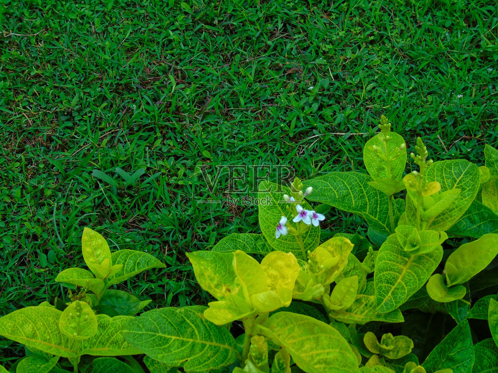 美丽的花照片摄影图片