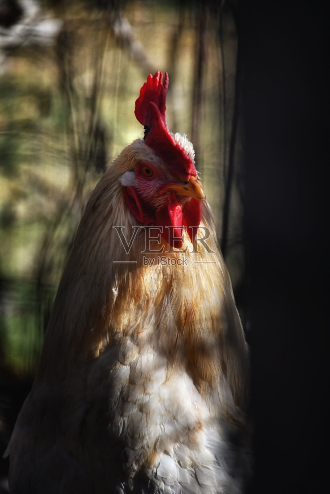 公鸡照片摄影图片