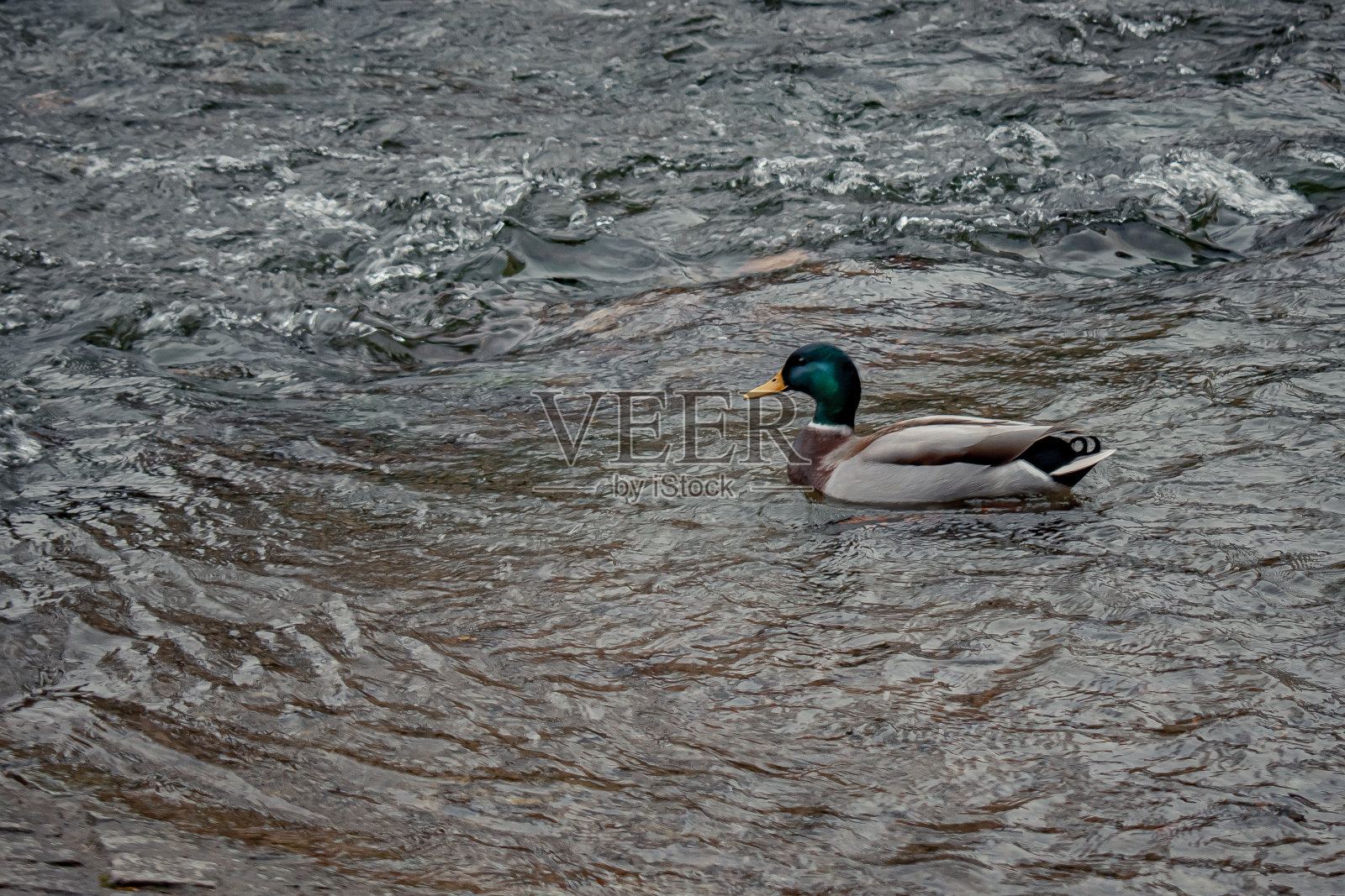 爱尔福特市照片摄影图片
